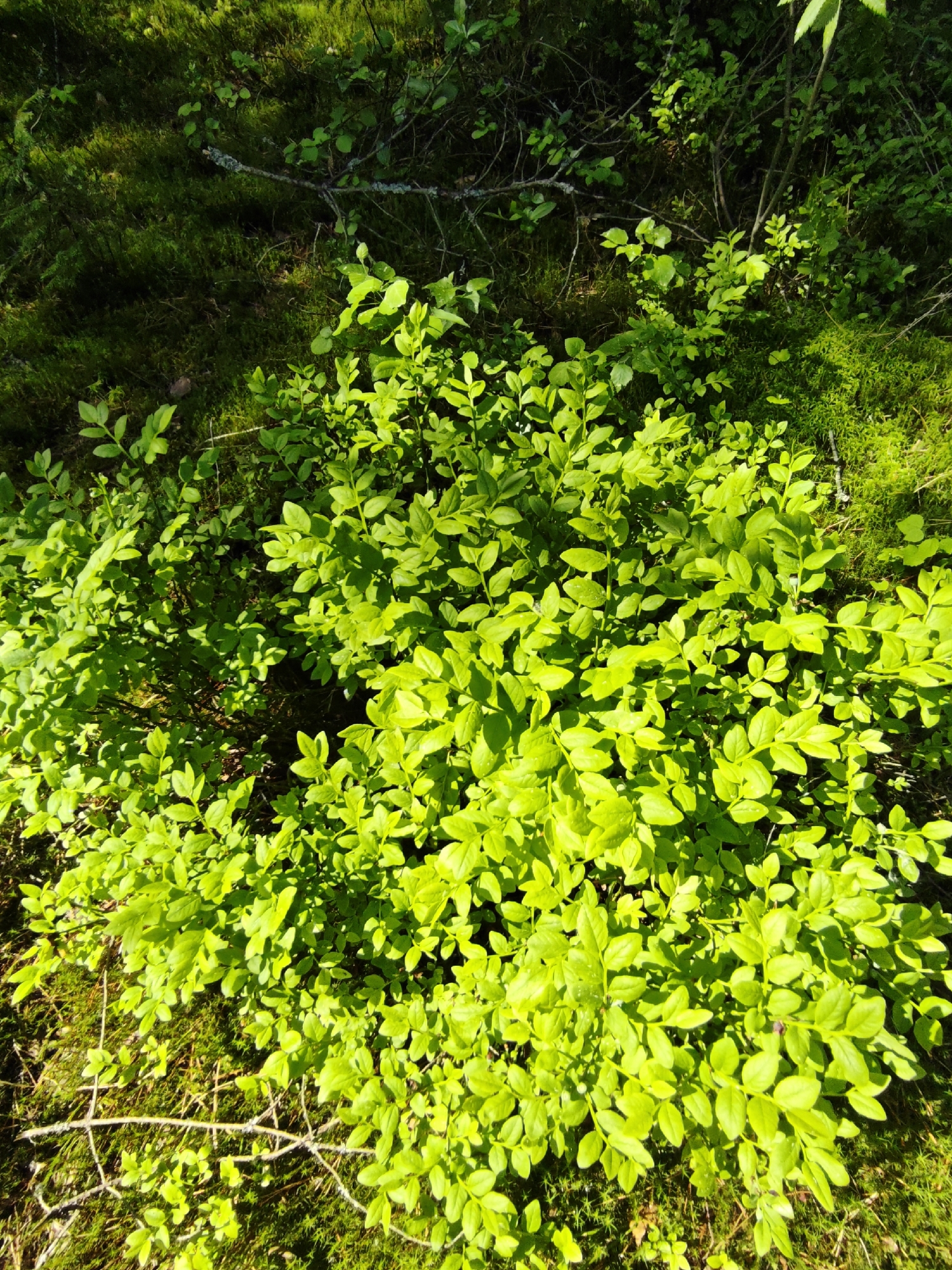 The image shows a patch of vibrant green foliage, possibly a blueberry bush, surrounded by patches of moss and sparse undergrowth. The light is bright and appears natural, suggesting an outdoor setting. The ground is covered in fallen leaves and twigs, indicating a woodland or forest environment. The location is specified as Боровково, Russia.