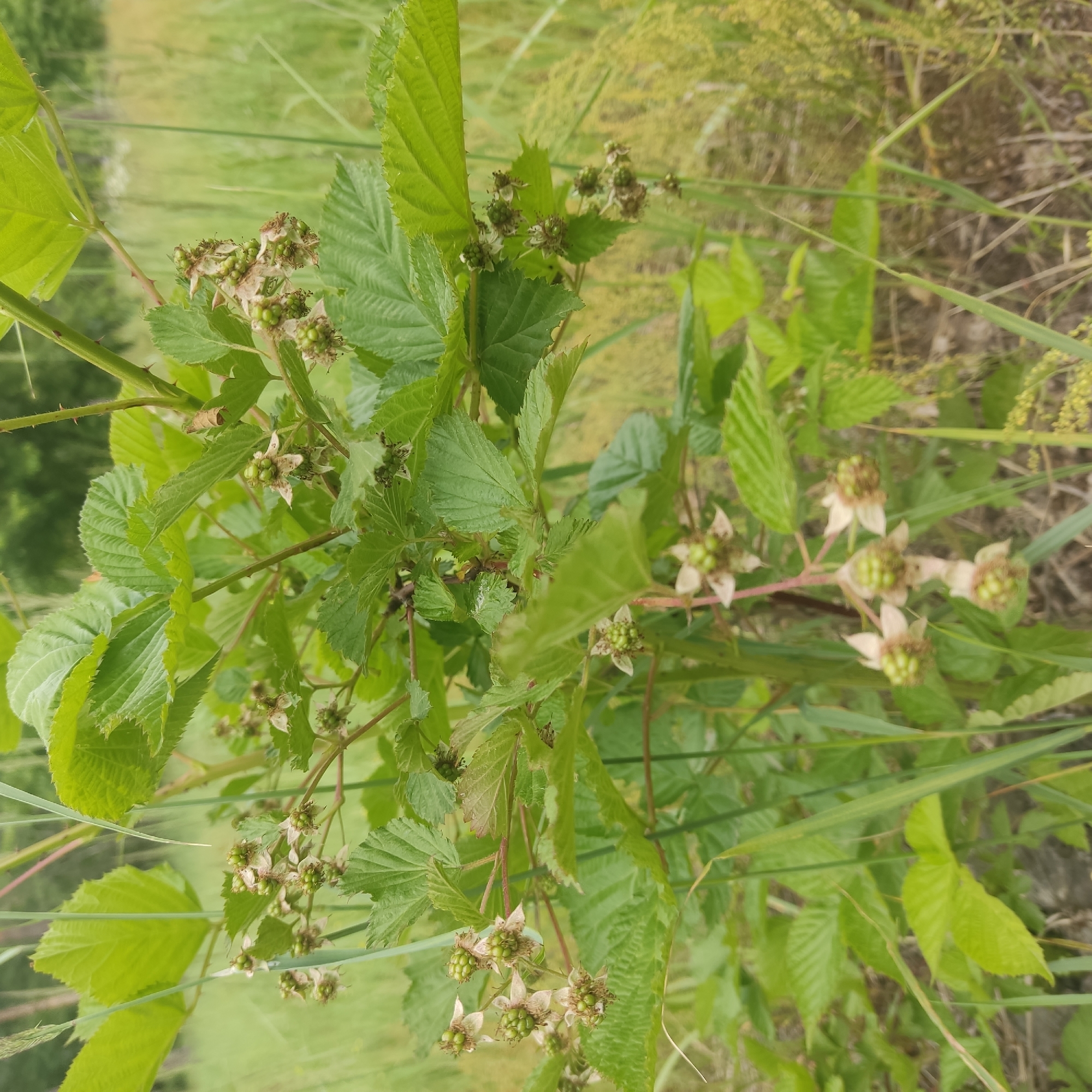 In an outdoor, natural environment with tall grass and foliage, a close-up shot focuses on a blackberry bush. The bush is laden with small, green, unripe berries, some still surrounded by faded white petals. The leaves of the bush are a vibrant green, serrated along the edges, and some have a slightly wrinkled texture. Thorny stems are visible, interspersed with the leaves and berries. The background is blurred, showing more green vegetation and hints of dry grass or stalks. The lighting suggests daylight, with soft illumination highlighting the textures of the leaves and berries.