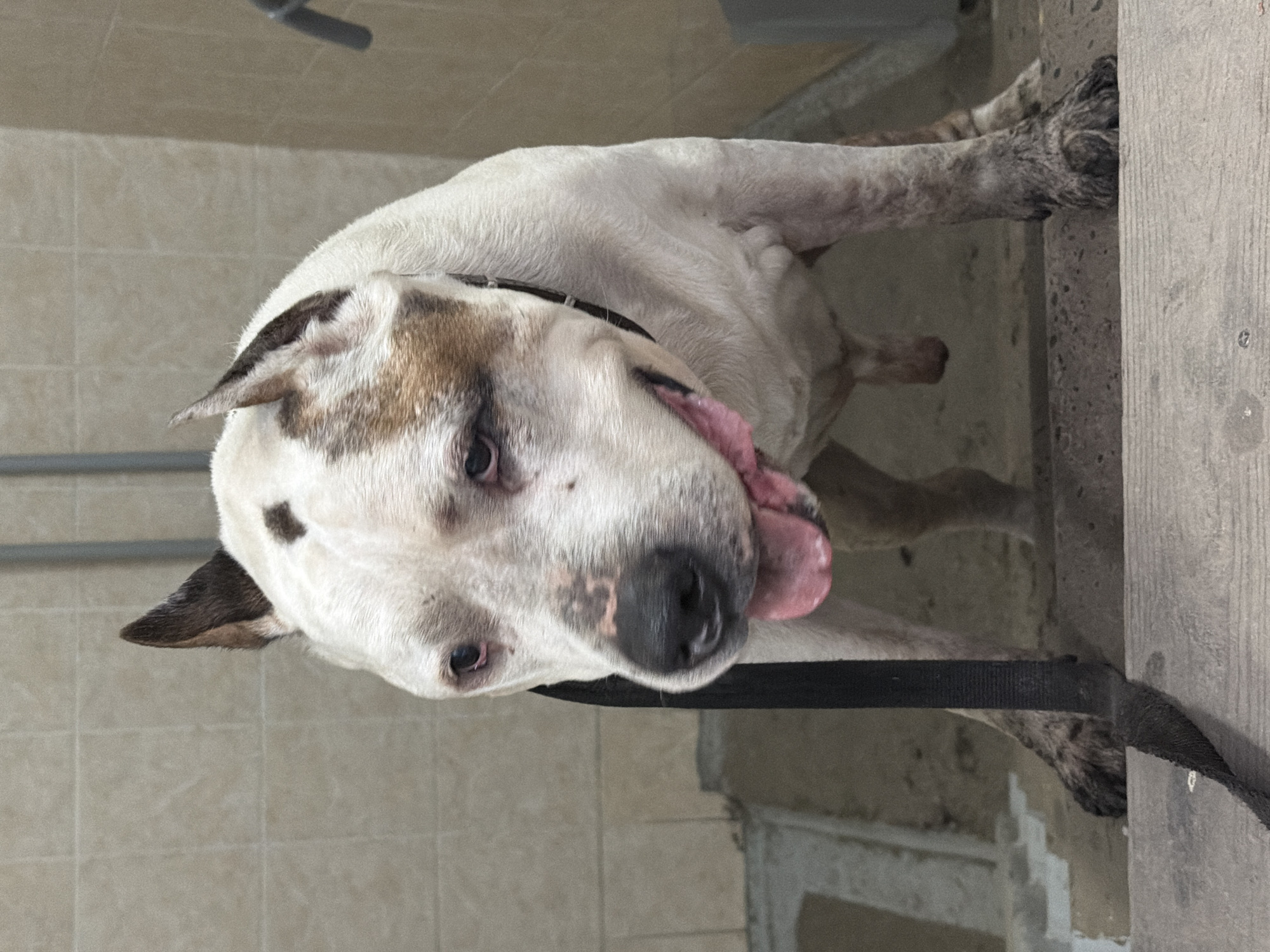 A white, brown, and black dog, with its tongue sticking out, stands on a tiled floor next to a grey, concrete structure. A black leash is attached to the dog's collar. The location cannot be determined from the image.