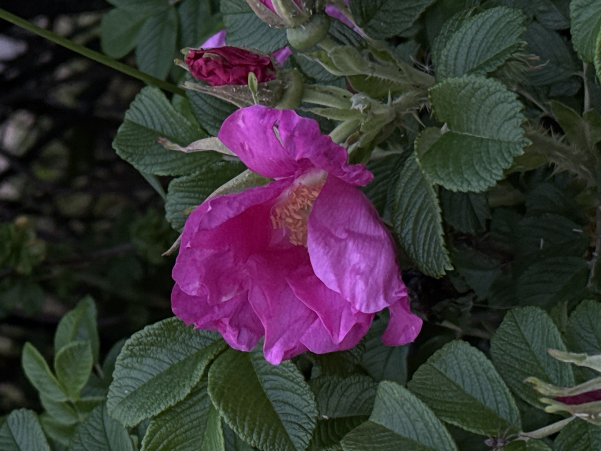 A close-up shot focuses on a vibrant pink rose in full bloom, its petals unfurling to reveal a cluster of yellow stamens. The rose is surrounded by lush green foliage, with serrated edges and prominent veins on the leaves. A dark pink rosebud, partially closed, is visible to the right of the main flower, along with several green sepals and thorny stems. The background is a dark, blurred green, suggesting a natural outdoor setting. There is no indication of the specific location in Minsk, Belarus.
