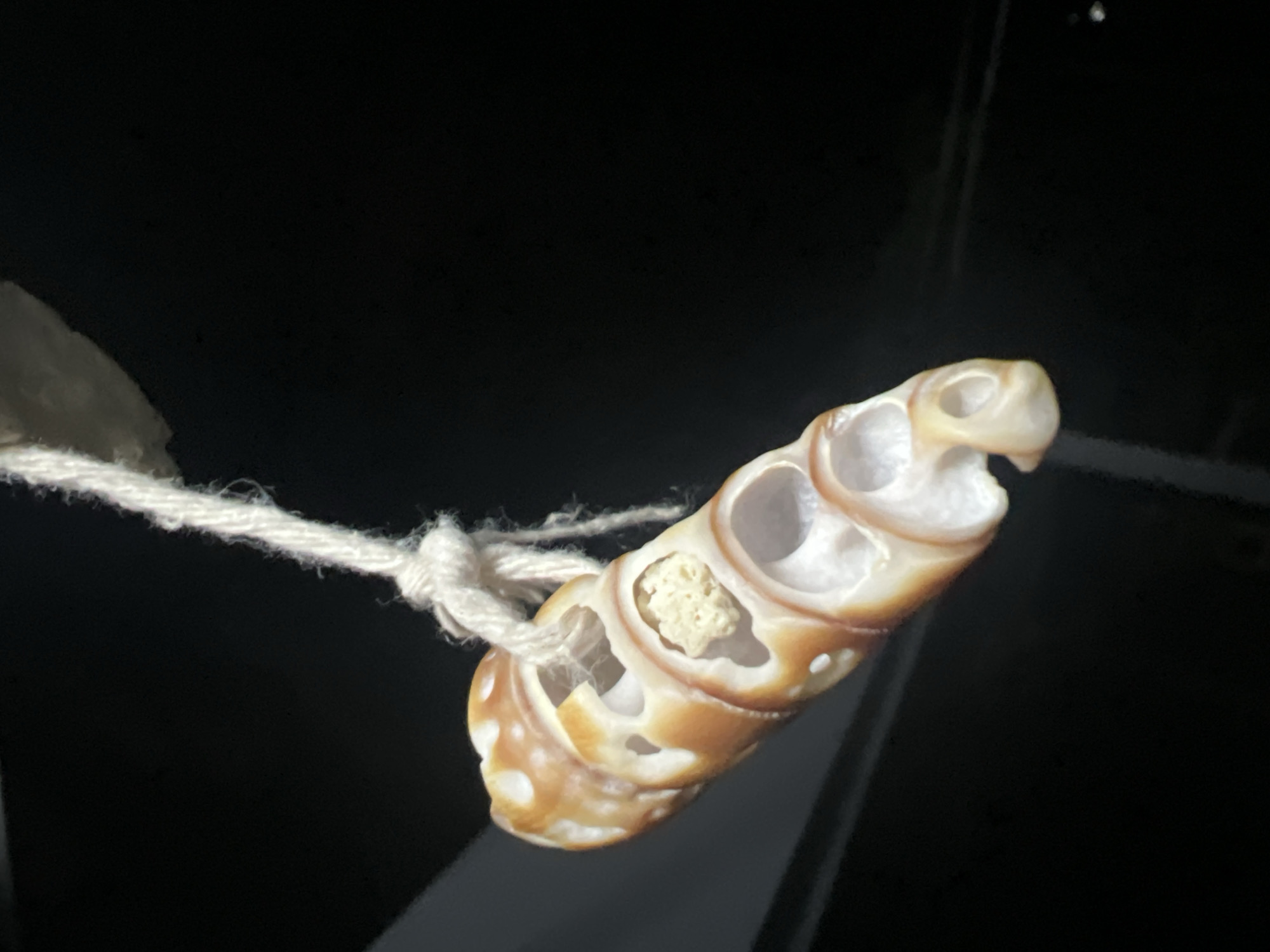 A close-up, slightly blurry shot shows a section of a spiral seashell, likely a snail shell, suspended by a white string tied in a knot. The shell is predominantly white with orange-brown banding and has several large openings revealing its hollow interior. One opening contains a small clump of pale, textured material, possibly sand or a dried organism. The shell is hanging against a dark, out-of-focus background. The location is identified as Ko Pha-ngan District, Thailand.