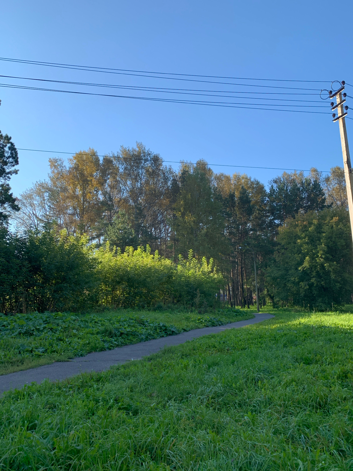 The image depicts an outdoor scene with a clear blue sky and a winding asphalt path cutting through a grassy area. To the left of the path, there is lush green vegetation, including large-leafed plants and a dense hedge. Beyond the hedge, a line of trees forms a backdrop, with some displaying autumnal colors of yellow and brown. To the right of the path, more green grass stretches out, with sunlight dappling the area. In the distance, a concrete utility pole with electrical wires is visible on the right side of the frame. The environment suggests a park or natural area within a city. While the image does not specifically identify the location as Prokopyevsk, Russia, the presence of utility poles and the general landscape are consistent with urban or suburban areas. There are no people or animals visible in the image, and no discernable actions or interactions are taking place. The scene is static and appears to be captured during daylight hours.
