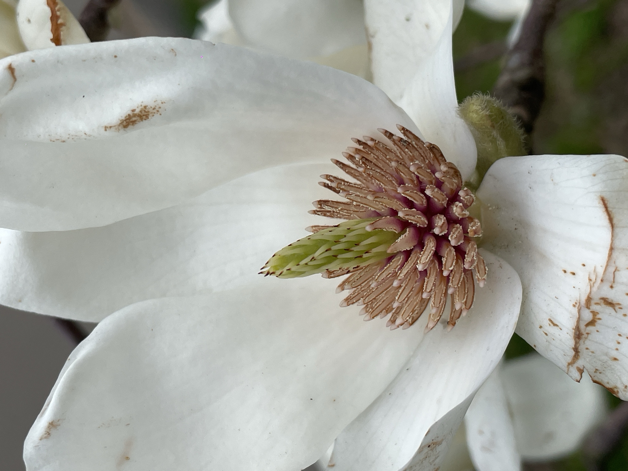 A close-up, high-angle view captures the partially opened bloom of a white magnolia flower, located in the city of Sochi, Russia. The central subject is a large flower with multiple broad, ovate white petals, some exhibiting light brown discoloration and minute brown specks on their surfaces, particularly towards the edges. At the flower's core, an upright, conical green pistil is visible, composed of densely packed, overlapping segments with reddish-brown tips. Surrounding the base of the pistil are numerous light brown, club-shaped stamens, also with similarly colored tips. A fuzzy, light green pedicel supports the flower from below. The background is rendered in soft focus, displaying indistinct areas of dark green and shadowed tones, indicative of natural foliage. No human subjects or discernible actions are present.