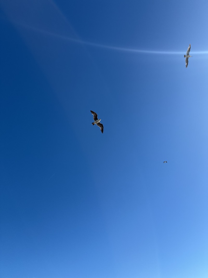 The image shows a clear blue sky with three seagulls flying. One seagull is located near the center of the image, another is in the upper right, and a third is smaller and further away, near the center-right of the frame. The location is likely Newport Beach, United States. There are linear light artifacts in the upper part of the image.