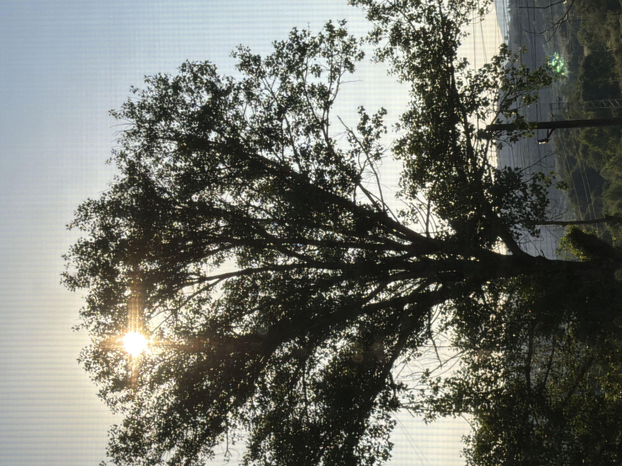 The image depicts a tree silhouetted against a bright sky. The sun is visible behind the branches, creating a starburst effect. Power lines and poles are visible in the background, along with other trees and vegetation. It is impossible to determine the city of Unknown, Unknown from the image.