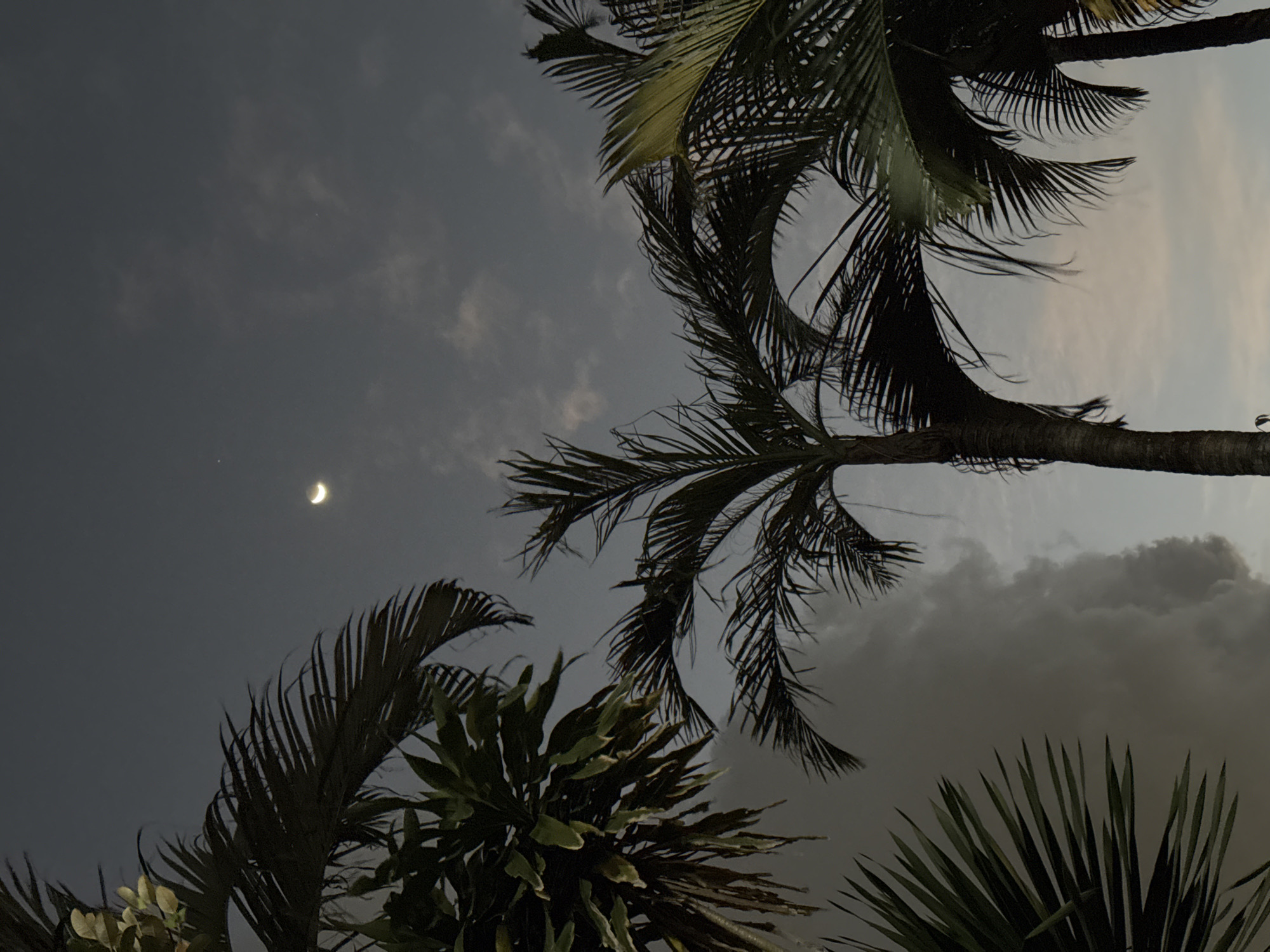 This is a low-angle shot of palm trees against a twilight sky. The sky is a gradient of dark gray on the left, transitioning to lighter gray and hints of pale yellow on the right, suggesting sunset or predawn light. A crescent moon is visible in the upper left quadrant of the image, glowing faintly. Dark, feathery palm fronds dominate the foreground and midground, with some appearing closer to the viewer and others further away. The fronds are silhouetted against the sky, with some lighter edges catching the ambient light. The texture of the palm trunks is also visible, appearing rough and segmented. The overall mood is serene and slightly mysterious, with the natural elements of the sky and foliage creating a peaceful atmosphere. The image appears to be taken outdoors, likely in a tropical or subtropical location given the presence of palm trees. There is no visible text in the image.