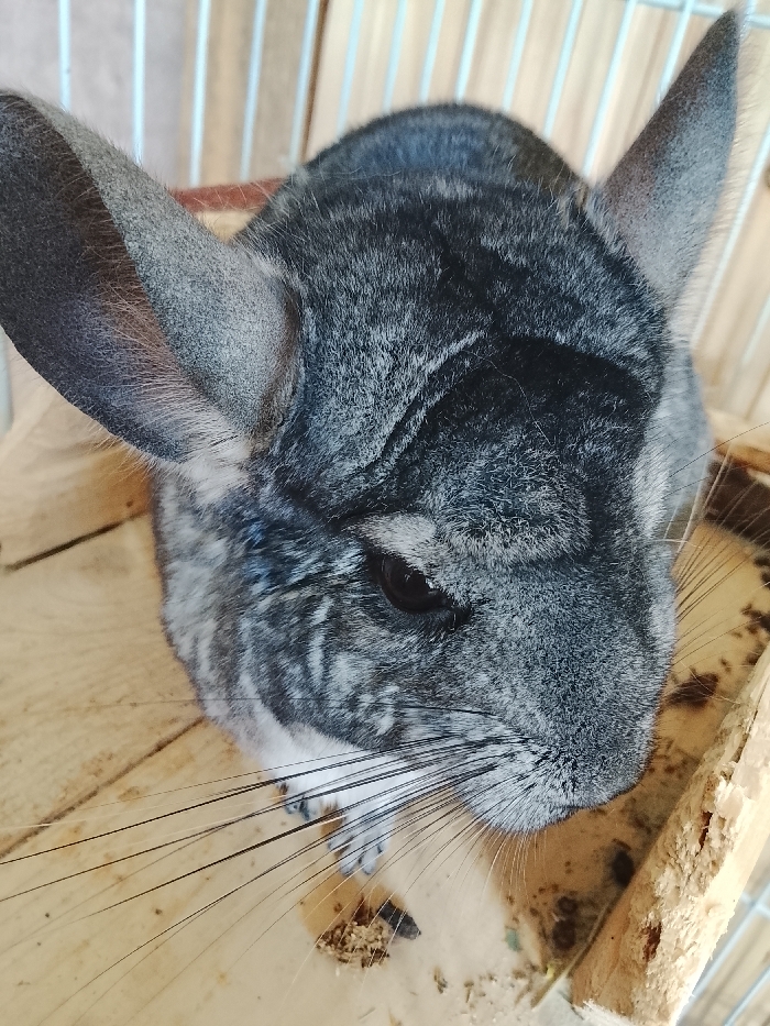 An adult chinchilla is depicted from a high-angle perspective within an enclosure, located in Vysokinichi, Russia. The animal exhibits dense, soft fur primarily in shades of gray, with lighter fur visible around the muzzle and belly area. Its large, prominent, rounded ears are erect, and its left eye is visible, appearing dark and reflective. A dense array of long, white, tactile vibrissae extends from its muzzle, with individual whiskers prominently visible against the wooden foreground. The chinchilla is oriented facing slightly downwards and towards the viewer's left. It rests on a light-colored wooden surface, possibly a shelf or floorboard, which displays scattered debris consistent with food remnants or bedding material. The wood itself shows slight textural imperfections and potential wear. In the background, out of focus, vertical bars or slats of a cage structure are discernible, indicating a contained environment. No human figures or direct interactions are visible in the frame.