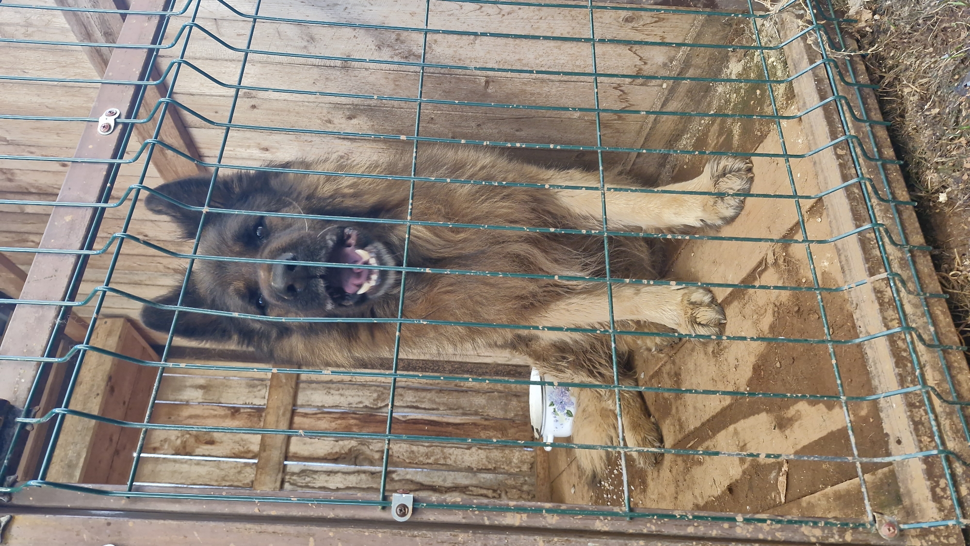 A medium-sized, long-haired brown and black dog is enclosed in a metal cage. The cage is constructed of green-coated wire mesh and brown metal framing. The dog is visible through the cage's mesh, its mouth open, showing teeth. The cage is situated on a dirt floor. The cage appears to be located next to a wooden structure, perhaps a shed or fence. A cup is also in the cage. The image is rotated such that what appears to be the ground plane is on the right side of the frame. Based on the prompt, this is likely in Otchor, Russia.