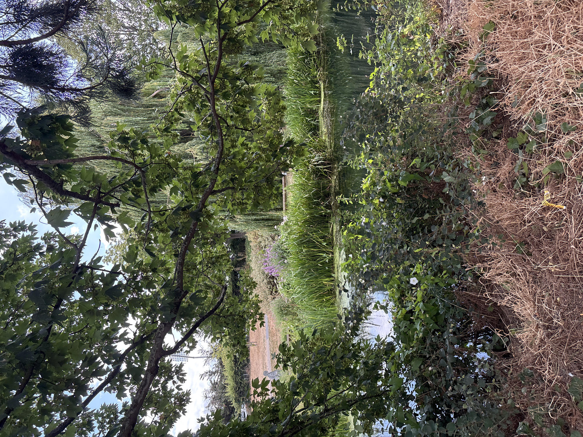 The image captures a serene natural scene, likely within a park or botanical garden setting. In the foreground, dry, brown grasses and green foliage create a textured border. A body of calm water, possibly a pond or slow-moving river, reflects the sky and surrounding greenery. The water's surface is dotted with patches of green algae or duckweed. A dense growth of tall, green reeds lines the far bank of the water. Behind the reeds, a weeping willow tree with its characteristic long, cascading branches dominates the middle ground. Further in the distance, beyond the willow, a line of mature trees with dense foliage can be seen. Overhanging branches and leaves from a deciduous tree frame the top and left side of the image. In the far background, a glimpse of a white, tall structure, possibly a lighting tower, is visible, suggesting the proximity of a sports field or event space. There are no people or animals visible in the scene. The overall impression is one of lush, natural beauty, typical of an English garden setting. While the specific location is not explicitly stated in the image, such scenery is common in parks like Hylands Estate in Chelmsford, United Kingdom, which features extensive gardens and natural landscapes.