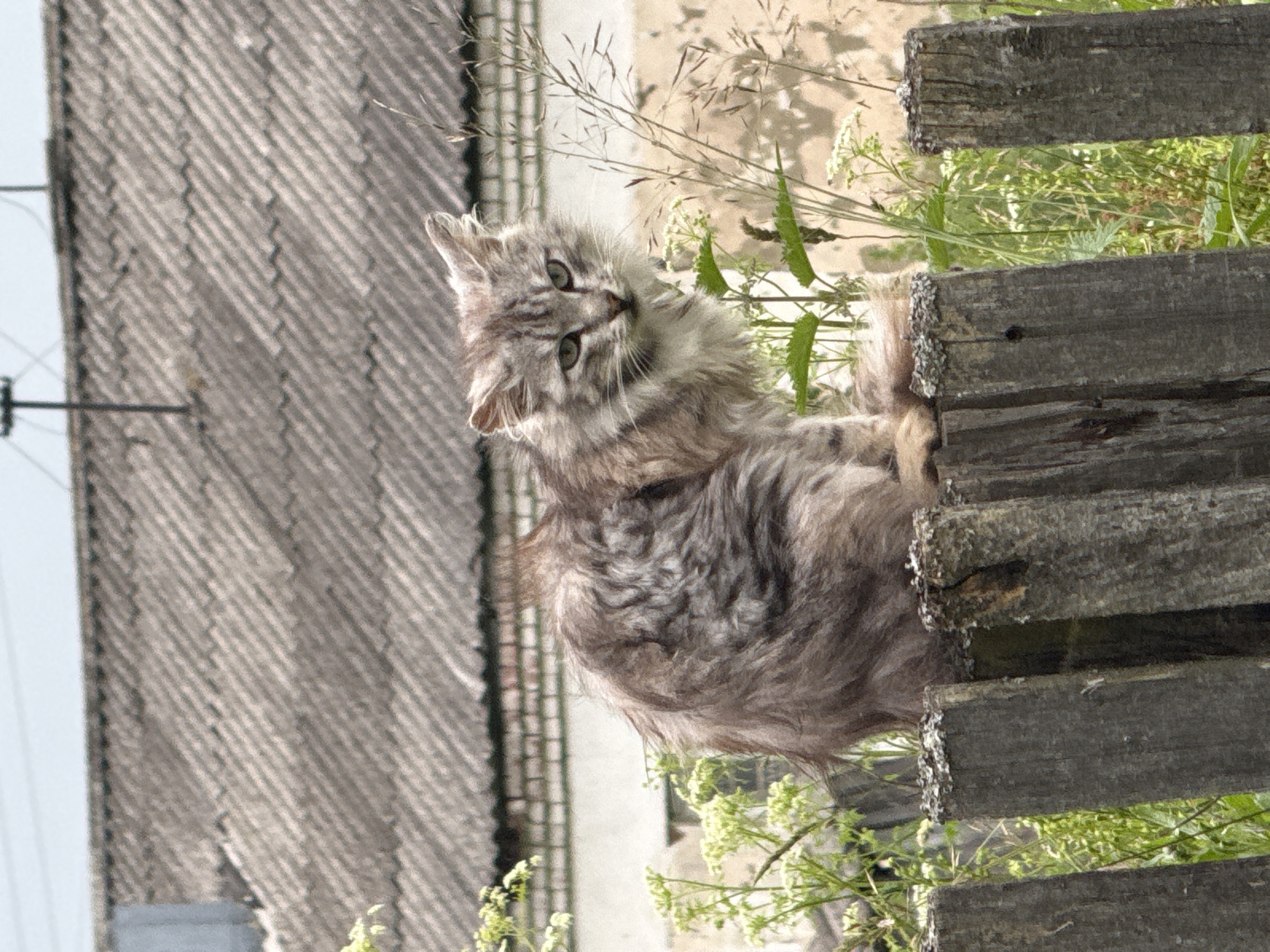 A fluffy gray cat with distinctive tabby markings is the primary subject of this outdoor photograph. The cat is positioned on a wooden fence, with its body largely obscured by its fur and the surrounding vegetation. Only its head and shoulders are clearly visible, and it appears to be looking towards the camera with a curious expression. The cat's fur is long and textured, giving it a somewhat wild appearance.
The setting is rural, suggested by the weathered wooden fence and the presence of overgrown grass and wildflowers. In the background, a gray, corrugated roof of a building is visible, further reinforcing the rural or possibly semi-abandoned location. The lighting suggests it's daytime, possibly late afternoon due to the soft light and shadows. The weather appears to be mild and sunny, conducive to outdoor activity for the cat.
The image is vertically oriented and the cat is slightly tilted, adding a dynamic feel to the composition. The focus is sharp on the cat's face, while the background elements are slightly blurred, drawing attention to the animal. The overall impression is one of a candid moment captured in a natural, untamed environment. No text is visible in the image. The location context provided is Большой Турыш, Russia.