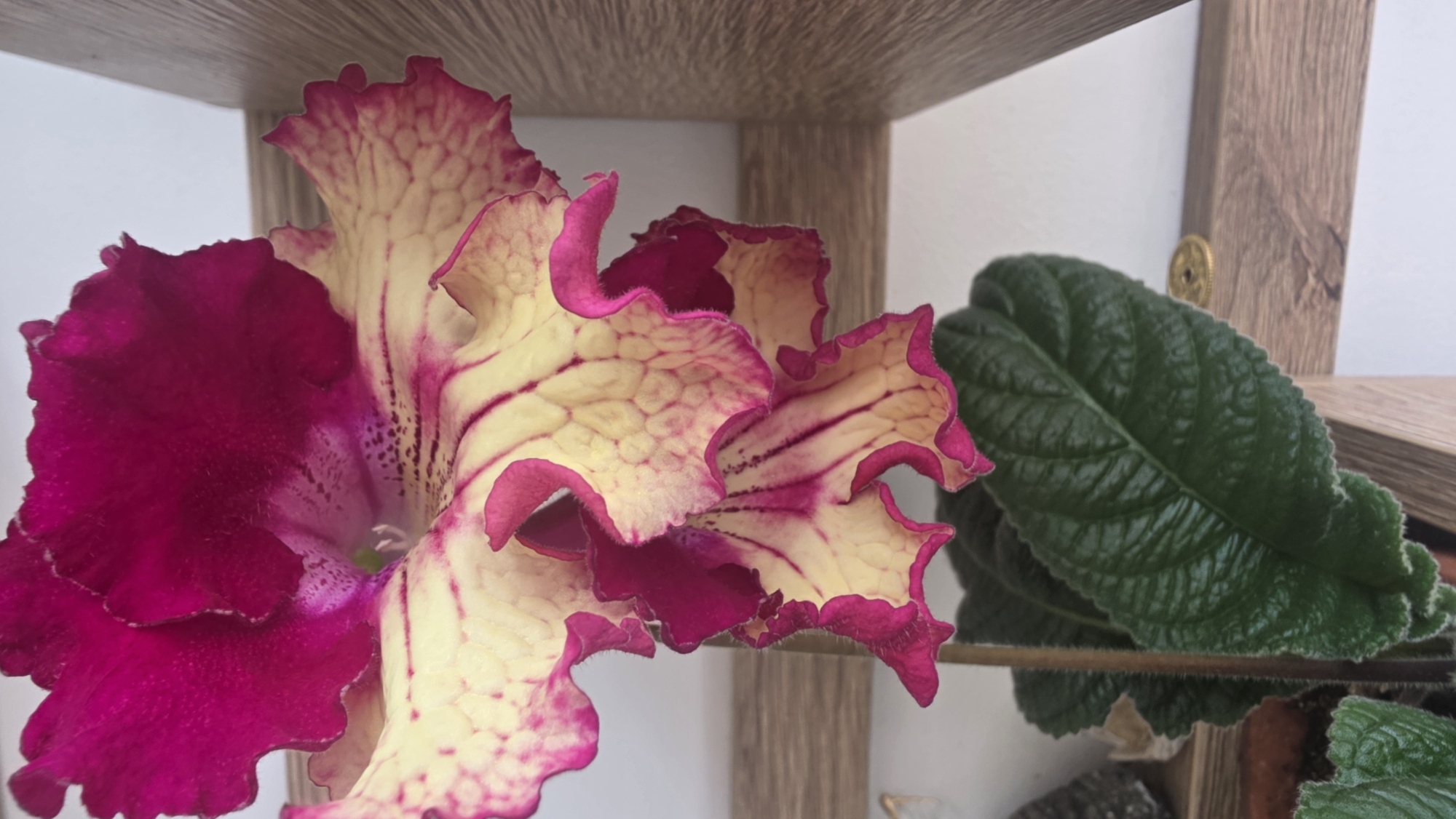 The image shows a close-up of a flowering plant, likely a cultivar of Sinningia speciosa (Gloxinia), with ruffled petals colored in shades of deep magenta and yellow-cream, set against a neutral background. A single, dark green, textured leaf is also visible towards the right side. The plant appears to be situated on a wooden shelf, the edge of which is visible at the top and right side of the image. The location, Saint Petersburg, Russia, is not evident from the visual information provided.