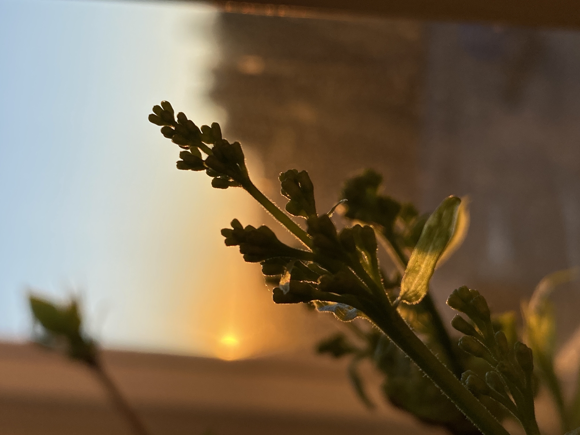 The image depicts a close-up of a plant stem with numerous small buds or nascent leaves, dramatically silhouetted and rim-lit by the warm glow of a low sun. The plant, positioned in the foreground and towards the right of the frame, exhibits fine, almost crystalline hairs on its stem and leaf edges, catching the light with a golden sheen.
In the background, a clear sky transitions horizontally from a soft, pale blue or grey in the upper left to vibrant orange and yellow tones at the horizon. The sun is visible as a bright, circular sphere of light on the horizon, slightly to the left of the image's center. The background is softly blurred, indicating a shallow depth of field, with faint outlines of what might be a distant landscape or structures, and another out-of-focus plant element visible further back.
The scene is characteristic of either sunrise or sunset, conveying a peaceful and tranquil mood through its warm colors and natural lighting. There are no people visible, nor any discernible text within the image. While the geographical context is Chaikovsky, Russia, the photograph itself does not contain specific visual cues to identify this location, focusing instead on the interplay of light and botanical detail.