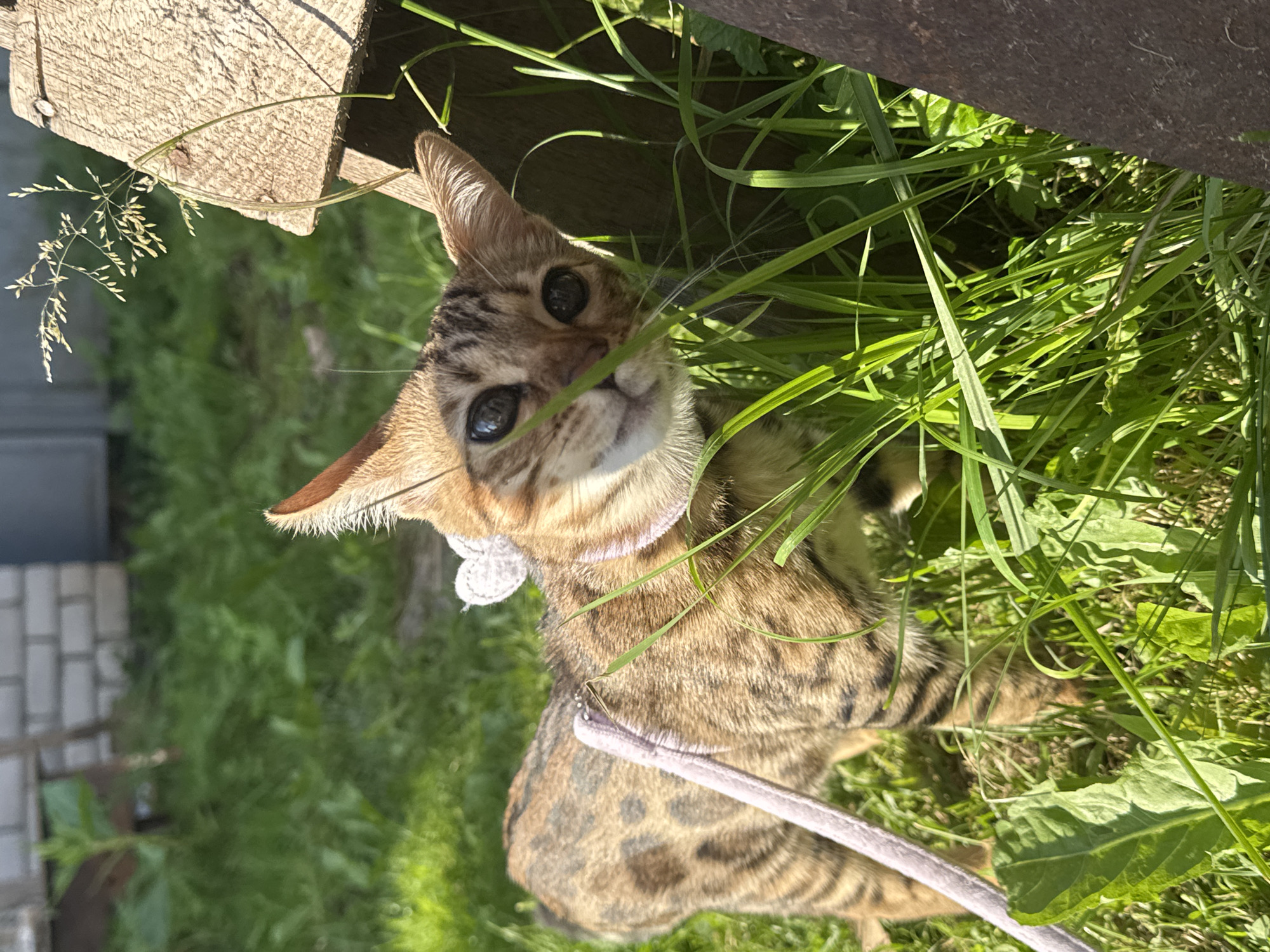 A tabby cat with a white bow collar and a light purple leash is standing in green grass next to a wooden structure. The cat is looking towards the camera with large, dark eyes. Sunlight illuminates the scene, casting shadows on the grass. The background shows a brick wall and more greenery, suggesting an outdoor setting. The specific location in the city of Rzhev, Russia is not discernible from the image alone.