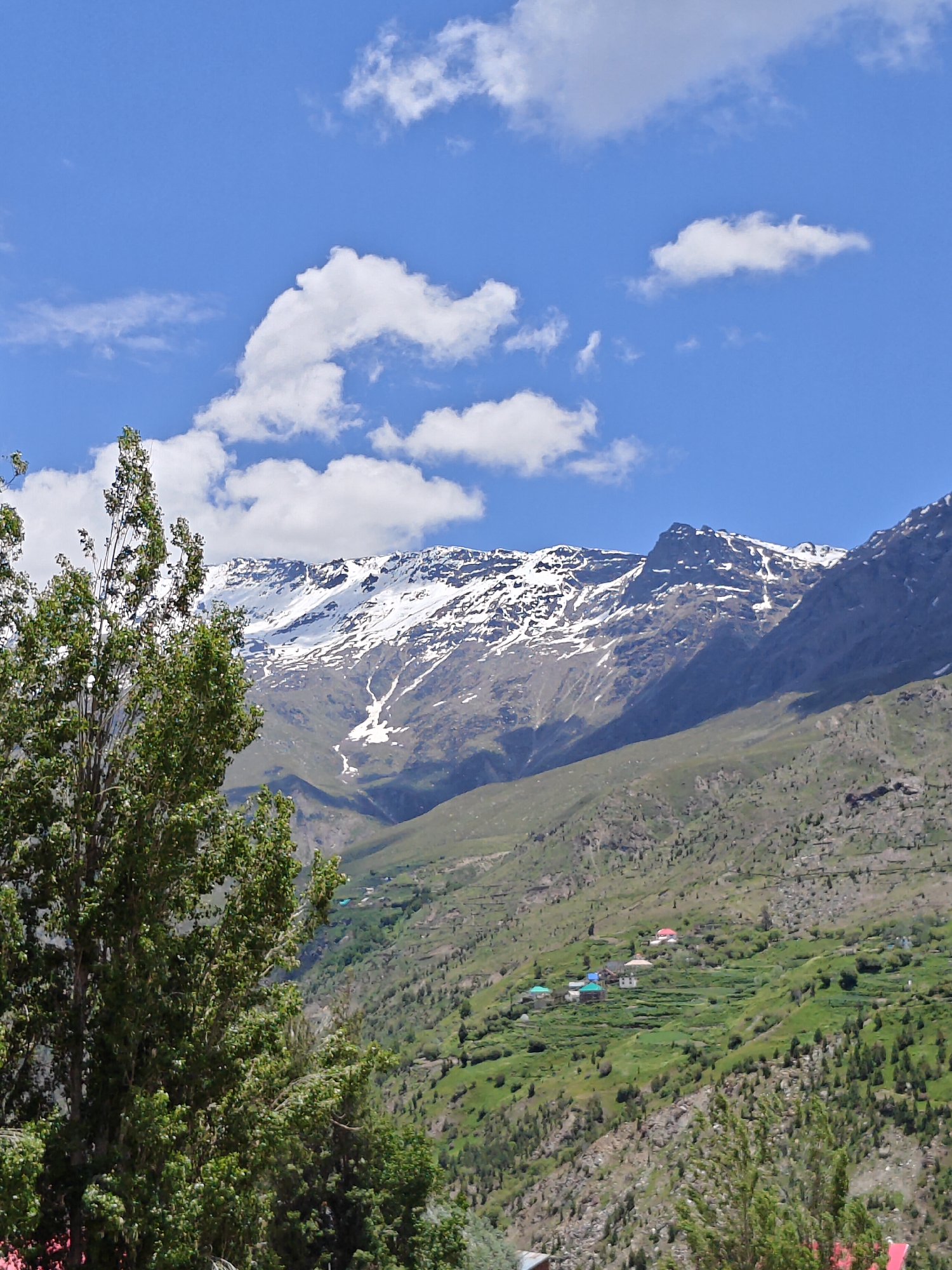 A wide-angle, full-shot photograph captures a picturesque mountain landscape in Keylong, India. The sky, a vibrant blue, is dotted with fluffy white clouds. In the foreground, a large, leafy green tree dominates the left side of the frame, its branches reaching upwards.
Behind the tree, a lush green valley unfolds, with terraced fields carved into the slopes. Several small houses with colorful roofs are scattered across the valley, suggesting a small village. Further in the background, majestic snow-capped mountains rise, their peaks sharp against the sky. The slopes of these mountains are a mix of green vegetation and rocky terrain, with patches of snow visible even at lower altitudes. The overall impression is one of serene natural beauty and a remote, mountainous settlement.