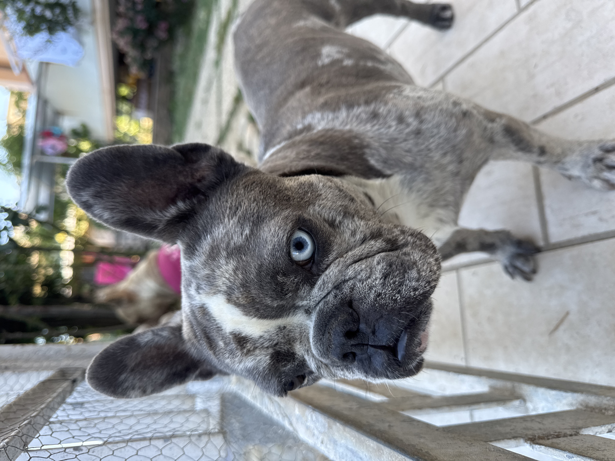 This media file is an eye-level, close-up shot of a brindle French Bulldog with striking blue eyes, looking directly at the camera. The dog's head fills a significant portion of the frame, with its short snout, wrinkled face, and large, upright ears prominently displayed. The dog's coat is a mottled pattern of grey and white. Its tongue is slightly visible, peeking out from its mouth.
The setting appears to be outdoors, possibly a patio or yard, with light-colored tiled flooring visible. In the background, out of focus, there are hints of greenery, foliage, and some structures that suggest a residential or garden area. There is also a glimpse of another dog, wearing a bright pink collar, in the mid-ground. The lighting suggests it is daytime, with natural light illuminating the scene. The overall mood is playful and engaging, conveyed by the dog's direct gaze and slightly tilted head. The media file appears to be a photograph. There is no visible text.