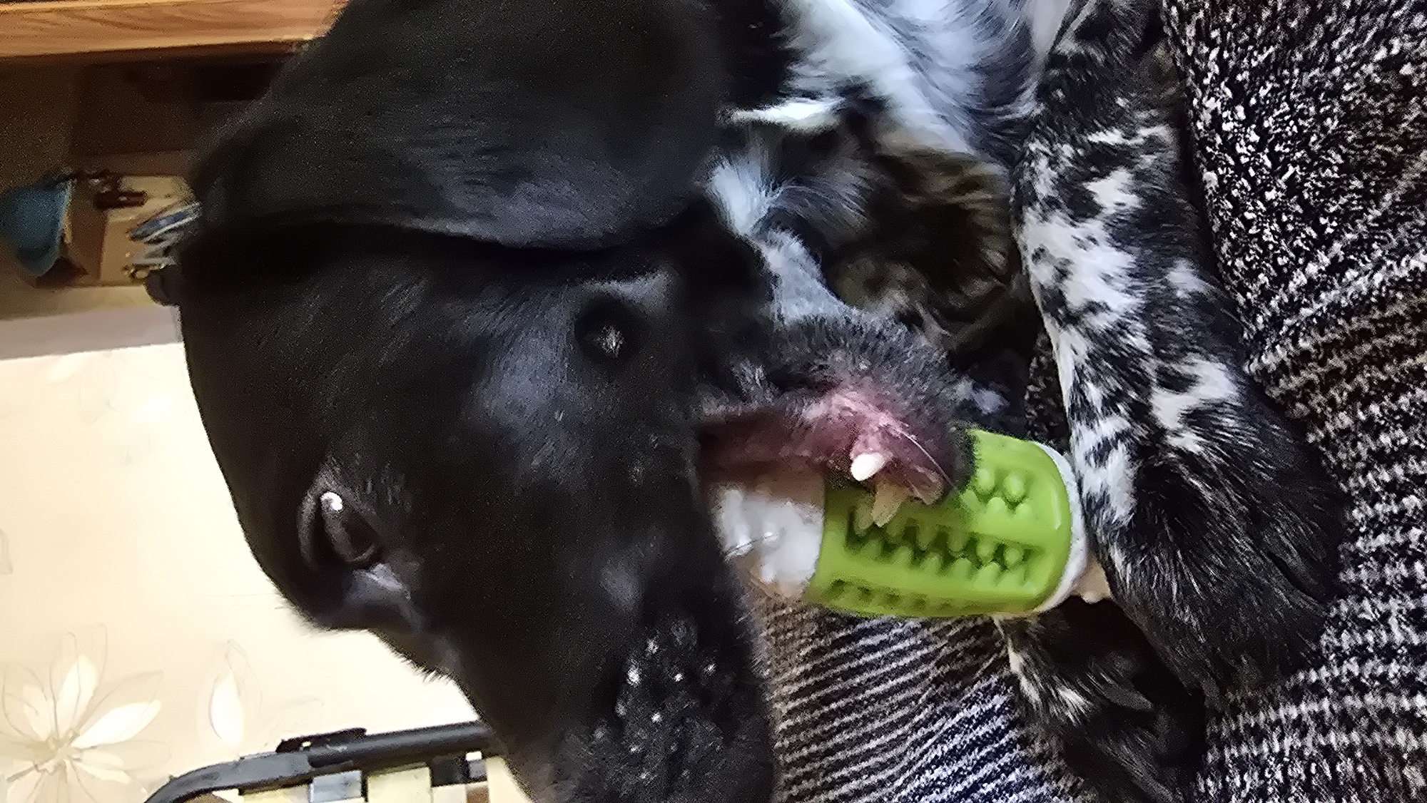 A black and white speckled dog is shown in profile, lying down and chewing on a bright green, textured chew toy. The dog's head is tilted to the right, with its mouth open to grasp the toy. The dog has large floppy ears and its tongue is visible. The background is out of focus, but appears to be an indoor setting with light-colored walls. The dog is resting on a striped blanket. The image does not provide any information about the location in the city of Novohuivynske, Ukraine.