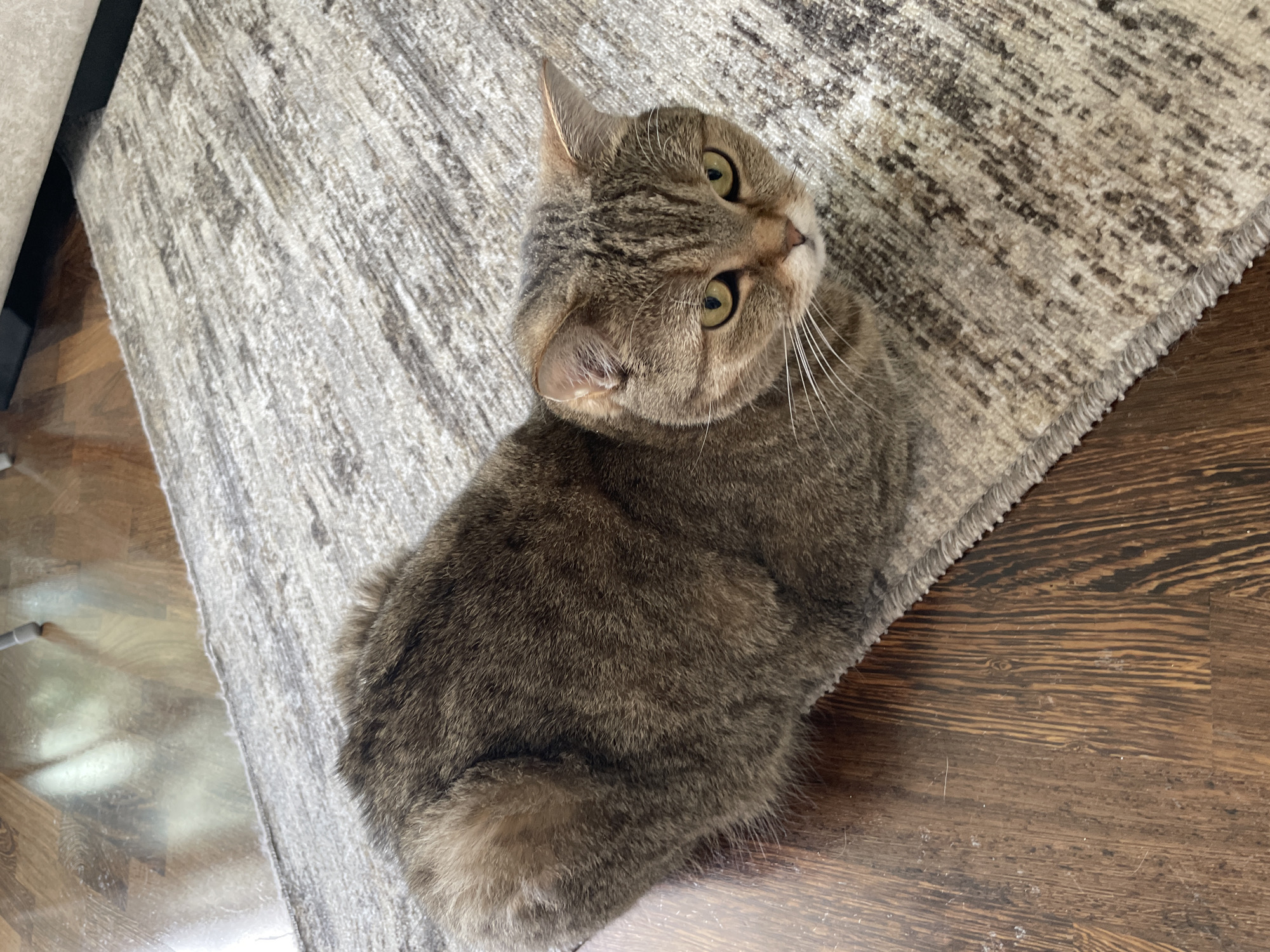A brown tabby cat is sitting on a gray and white rug that is partially on a brown wood floor. The cat is looking up and to the left. The rug is on the lower left side of the image. The floor is on the lower right. The location is not identifiable from this image.