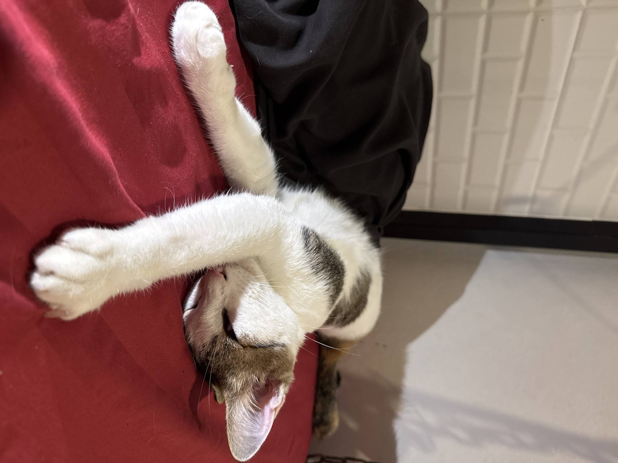 A tabby and white cat is sleeping on a red surface, draped over a black cloth. The cat's body is mostly white with dark tabby markings on its back and head. Its front paws are stretched out, and its head is resting on its side, with its eyes closed. The background shows a white tiled wall. The image was taken in a domestic setting, likely a bedroom or living area, in Tambon Ko Phangan, Thailand.