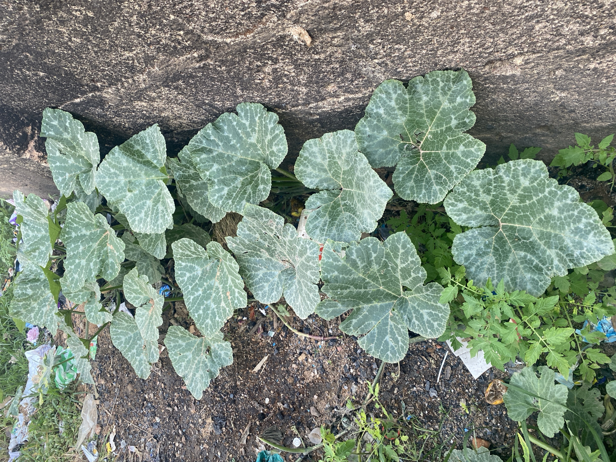 The media file is an overhead shot of a patch of pumpkin vines growing along the edge of a concrete structure, possibly a curb or a wall. The pumpkin leaves are large, lobed, and a vibrant green with a distinctive silvery-white, mottled pattern. Some leaves have natural imperfections like holes or brown spots, indicating they are healthy and natural. The vines are sprawling across a mixture of dark, damp soil and scattered debris, including pieces of plastic, paper, and other refuse, suggesting an urban or semi-urban environment. In the background, the rough texture of the concrete is visible, and to the right, there's a cluster of smaller green plants, possibly weeds or other vegetation. The lighting suggests it is daytime, with the sun casting subtle shadows. The scene appears to be outdoors, possibly in a neglected area where nature is reclaiming space despite the presence of human-made waste. There is no visible text in the image. The location context provided is Gura Top, Nigeria.