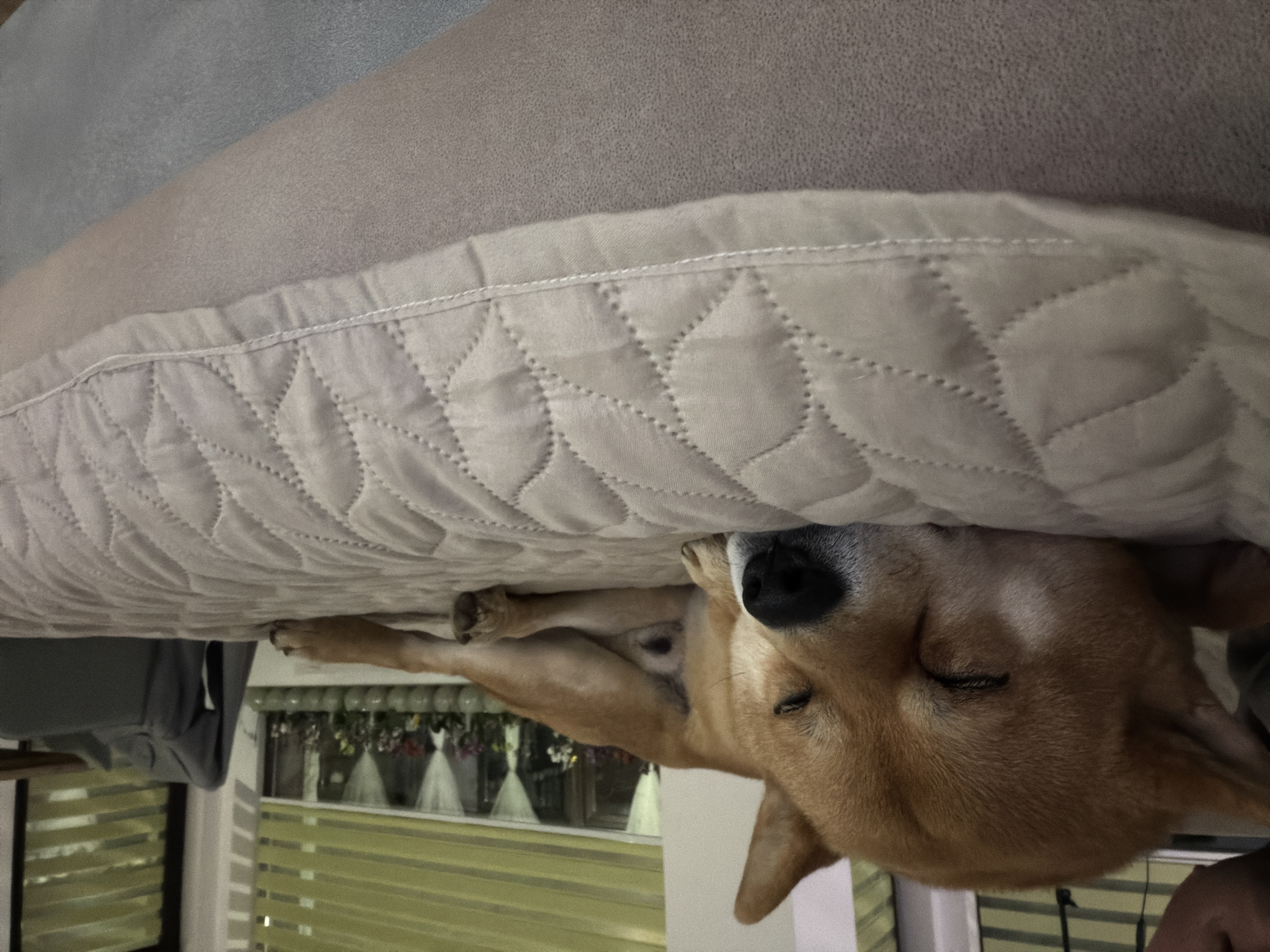 A Shiba Inu dog sleeps underneath a beige quilted cushion. The dog is lying on its side with its eyes closed. A window is visible in the background with curtains and floral decorations. The scene is indoors. There is no indication of Priseltsi, Bulgaria in the image.