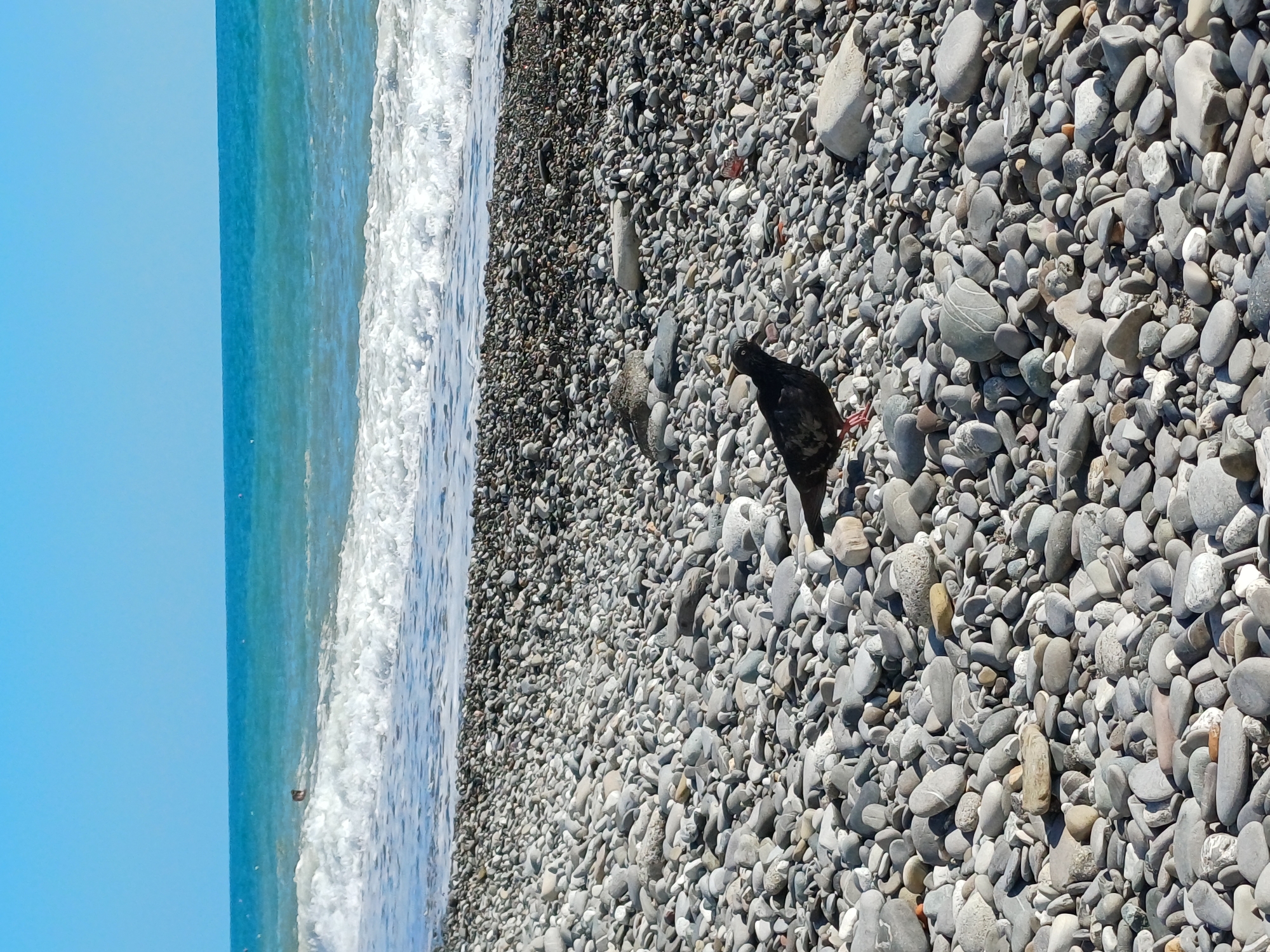 A pigeon stands on a pebble beach with the Black Sea in the background. The water is a vibrant turquoise, with white waves breaking on the shore. The sky is a clear, bright blue. The pebble beach is composed of a variety of gray and white stones of different sizes. In the distance, a person can be seen swimming in the sea. The image appears to have been taken on a sunny day in Sochi, Russia.