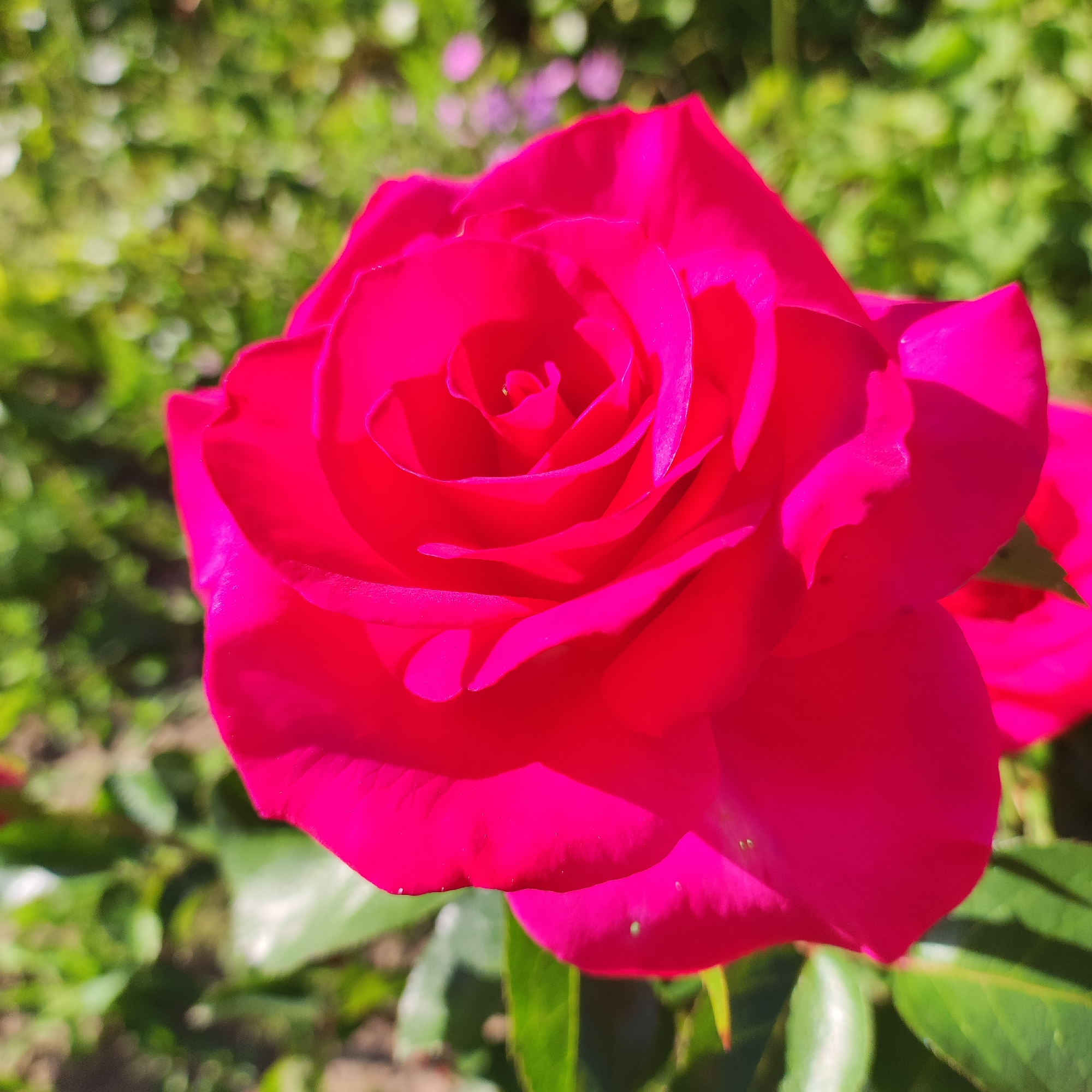A close-up, vibrant photograph showcases the intricate beauty of a single, deep pink rose in full bloom. The rose is the primary subject, positioned prominently in the foreground and occupying the majority of the frame. Its petals are tightly unfurled, revealing layers of velvety texture and delicate curves that create a sense of depth and dimension. The center of the rose is a swirl of darker pink, suggesting the presence of stamens and pistils, though they are not sharply defined.
The background is a soft blur of green foliage and out-of-focus patches of light, indicating a garden setting bathed in natural light. The bokeh effect suggests the photograph was taken with a shallow depth of field, effectively isolating the rose. The lighting appears bright, likely from sunlight, casting subtle shadows on the rose's petals and highlighting their rich color. The overall mood is one of natural beauty and tranquility.
The location context of Navoloki, Russia, suggests the image was taken outdoors, possibly in a private garden or a park, during a season suitable for rose blooming, likely spring or summer. There is no visible text in the image. The activity depicted is simply the static display of the rose's natural form, emphasizing its visual appeal.