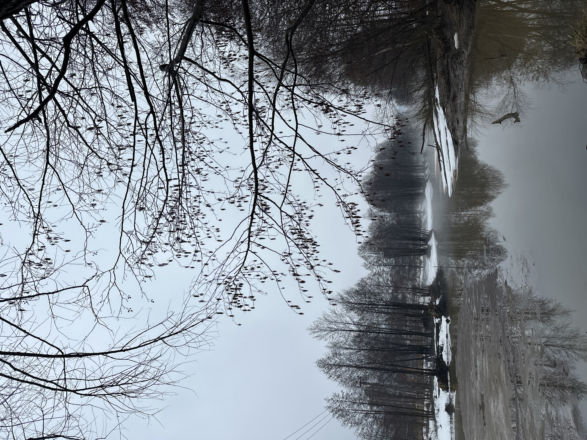 The image depicts a murky body of water reflecting bare trees and a wintry landscape. Patches of snow are visible on the ground and along the water's edge. The sky is overcast and gray, creating a somber mood. Bare branches with remnants of seed pods are prominently featured in the foreground. The image is rotated; the land and trees are actually on the bottom of the image, reflected upside down in the water. The location in Chaikovsky, Russia, cannot be definitively confirmed.