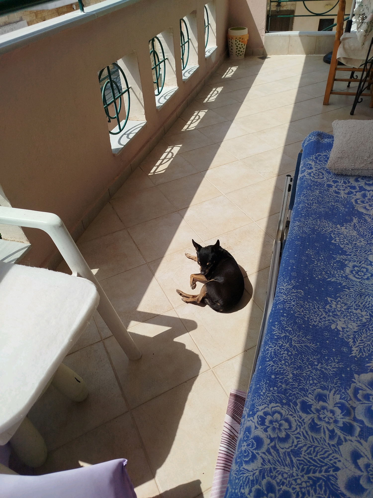 The image captures a sunlit balcony in Sithonia Municipal Unit, Greece. A small, black dog is resting on the tiled floor, curled up in a patch of sunlight. To the right of the dog is a blue and white patterned lounge chair with a white cushion. In the background, a white plastic chair is visible, and the balcony wall features decorative circular openings with green metal grates. The floor is tiled in a light beige color, with distinct shadow patterns cast from the openings in the wall. A decorative pot is positioned against the wall near the openings.