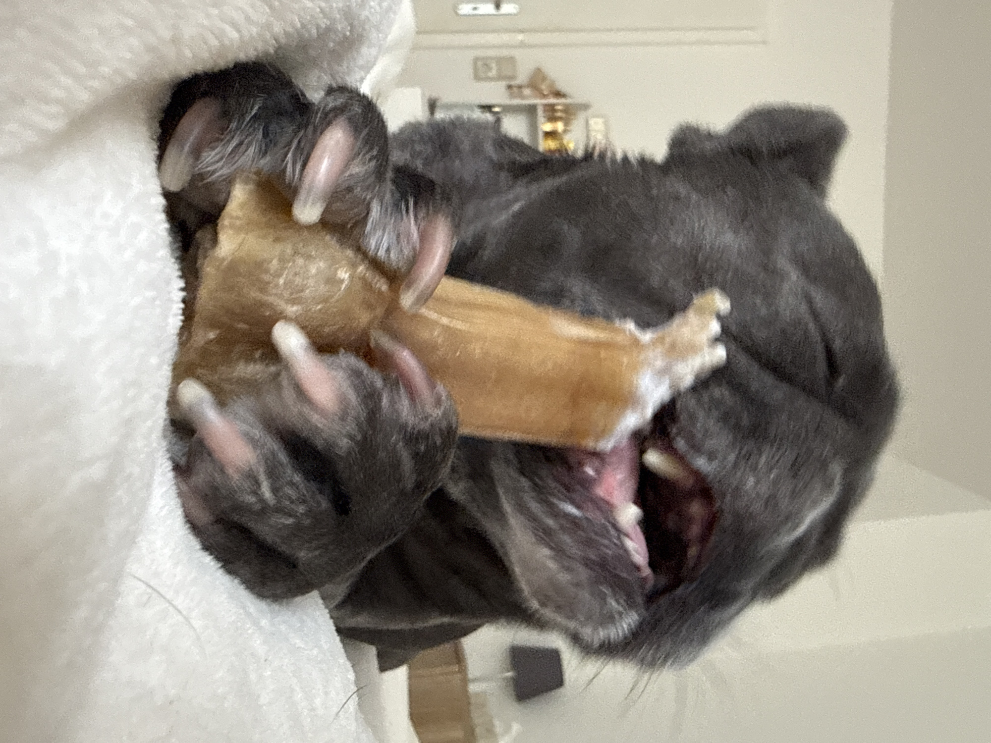 A close-up, head-on, eye-level shot shows a dark gray dog, likely a French Bulldog, gnawing on a light brown bone. The dog's eyes are closed, its mouth is wide open, revealing its pink gums and white teeth. Its paws, with visible claws, are holding the bone firmly. The dog is lying on a white, textured surface, possibly a blanket or towel, which occupies the lower half of the frame. In the blurred background, a white wall and a door with a handle are visible, suggesting an indoor setting. A shelf with various items and a small lamp on a table are also discernible, indicating the image was taken within a domestic environment. Given the metadata associated with the image, this scene is located in Bad Sachsa, Germany.