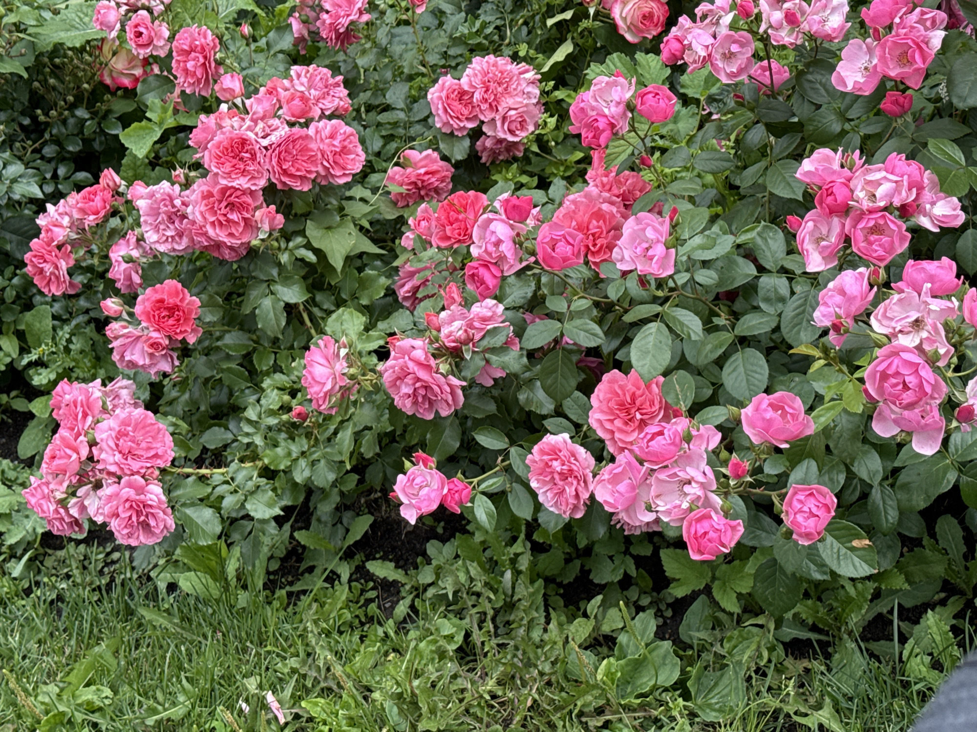 A cluster of pink roses blooms amongst lush green foliage, with a patch of green grass in the foreground. The image does not contain any information about the city of Moscow, Russia.
