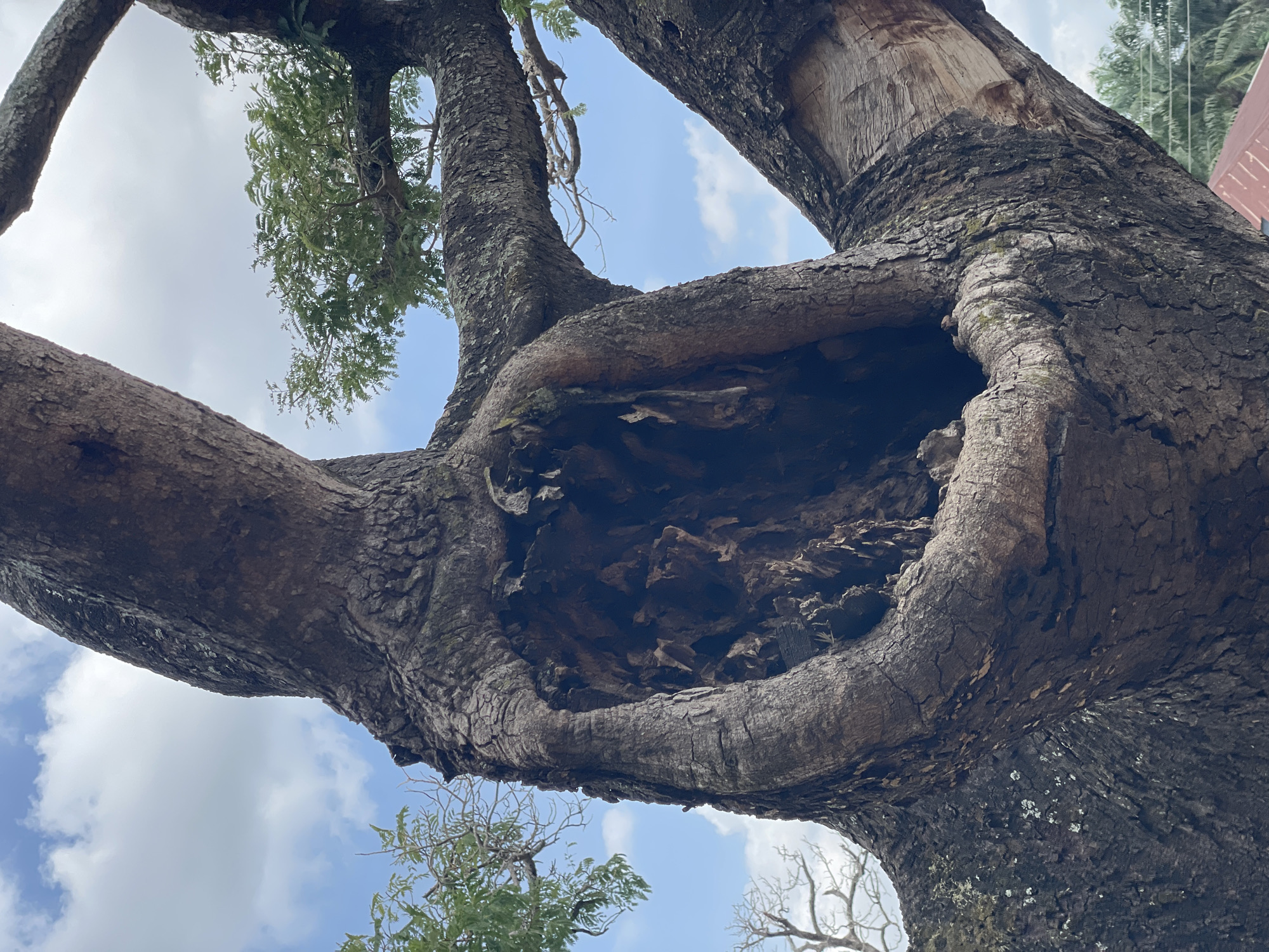 The image shows a large, old tree with a significant hollow in its trunk, viewed from below. The tree's bark is thick and textured, exhibiting signs of age and weathering. A few branches with green leaves extend from the tree toward the sky, which is visible through the gaps in the branches. The sky is light blue with scattered white clouds. The tree is in Akwanga, Nigeria.