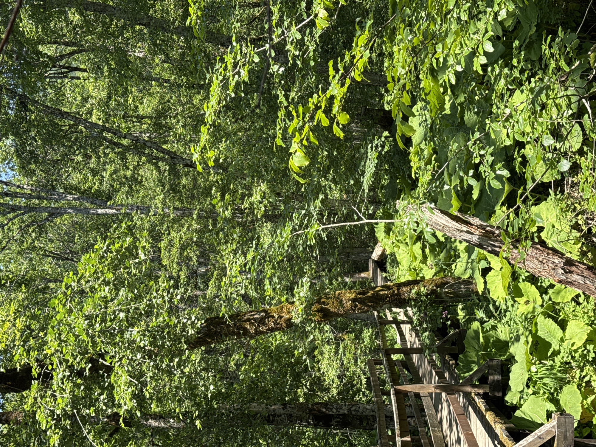 This is an outdoor, eye-level, vertical, medium shot of a wooden boardwalk winding through a lush, sun-dappled forest. The forest is densely populated with trees whose branches are laden with vibrant green leaves, creating a canopy that filters the sunlight, casting dappled shadows. The boardwalk, constructed from weathered wooden planks and railings, is the primary man-made object in the scene, suggesting a path through a natural area. A large, moss-covered fallen tree trunk lies horizontally across the frame, adding a sense of wildness and natural decay to the environment. Large, broad green leaves of what appear to be undergrowth plants are visible on the right side of the frame, contrasting with the finer texture of the tree foliage. The scene appears to be set in a natural, possibly mountainous or forested region, given the dense vegetation and the wooden boardwalk designed to navigate the terrain. The bright sunlight suggests it is daytime, likely mid-morning or afternoon, and the clear visibility and abundance of green foliage indicate fair weather. There is no visible text in the image.