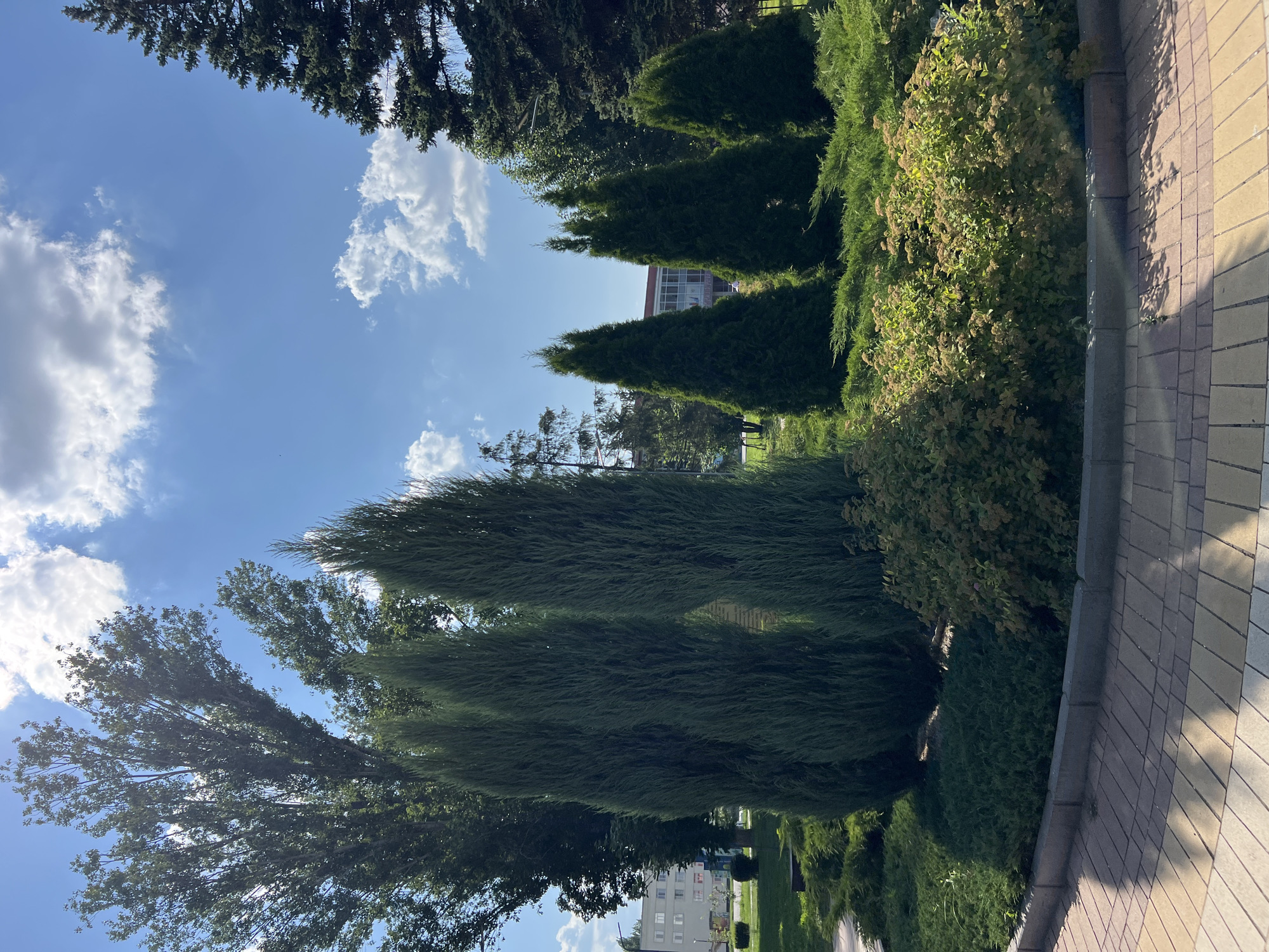 The image depicts a park or public garden area on a sunny day. In the foreground, a paved walkway made of light and dark rectangular stones curves to the left. A low, gray concrete curb separates the walkway from a landscaped garden bed.
The garden bed features a variety of greenery. Several tall, slender, dark green evergreen trees, possibly cypresses or junipers, are planted in a row. In front of them, a dense, lower layer of green ground cover and bushes is visible. Further to the right, a cluster of lighter green bushes with small, light brown flowers or seed heads is present.
In the background, more trees are visible, including a very large, leafy tree on the left and a darker, conical evergreen tree on the right. Behind the greenery, several buildings with light-colored facades and dark roofs can be seen, suggesting an urban or suburban setting. The sky is a bright blue with scattered white cumulus clouds. The scene appears peaceful and well-maintained.
This scene is located in Balakovo, Russia, specifically at the memorial complex dedicated to the pilots of the 2nd Air Army of the Air Force of the Soviet Army during the Great Patriotic War, often referred to as the "Aviators' Park" or "Park of Glory."
