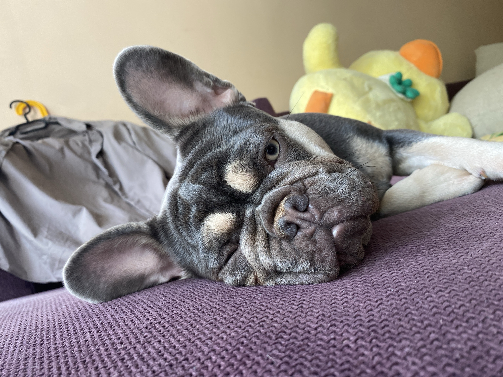 A French bulldog puppy is resting on a purple knitted surface. The puppy is grey with tan markings around its eyes and nose. It is lying on its side with its head resting on the surface. In the background, there is a yellow stuffed toy and a grey garment draped over a hanger. The lighting suggests an indoor environment.