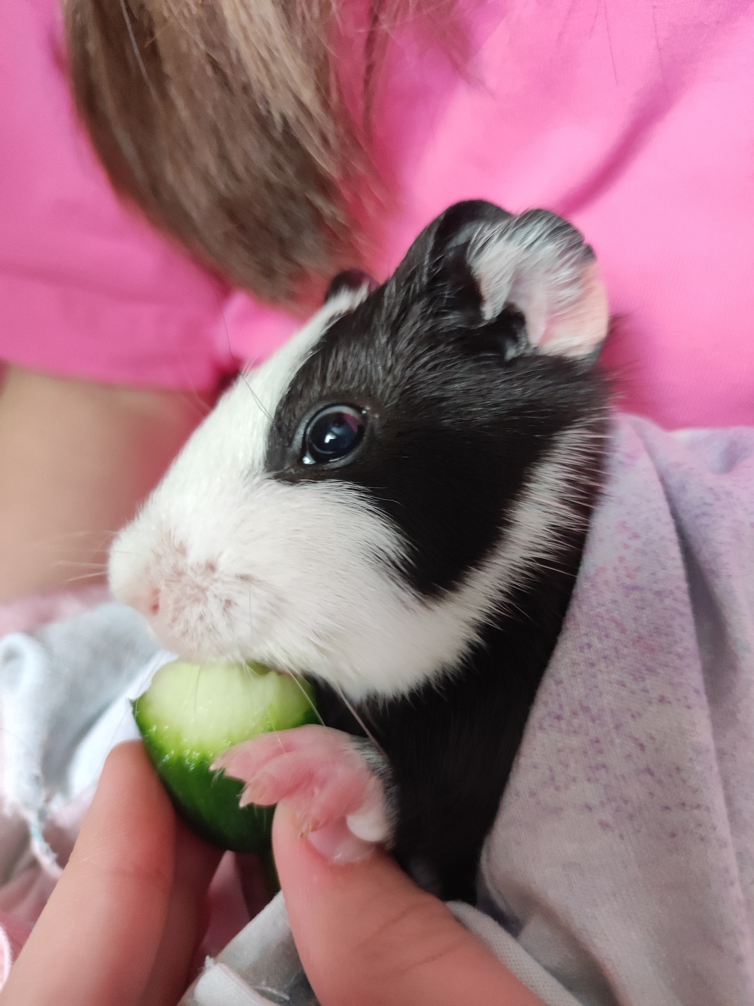 A close-up shot shows a black and white guinea pig being held by a person and eating a slice of cucumber. The person's hand is visible holding the cucumber piece near the guinea pig's mouth. The guinea pig is partly wrapped in a light-colored patterned fabric, and the person holding it is wearing a pink shirt. The location is not identifiable as Votkinsk, Russia, from the available image.