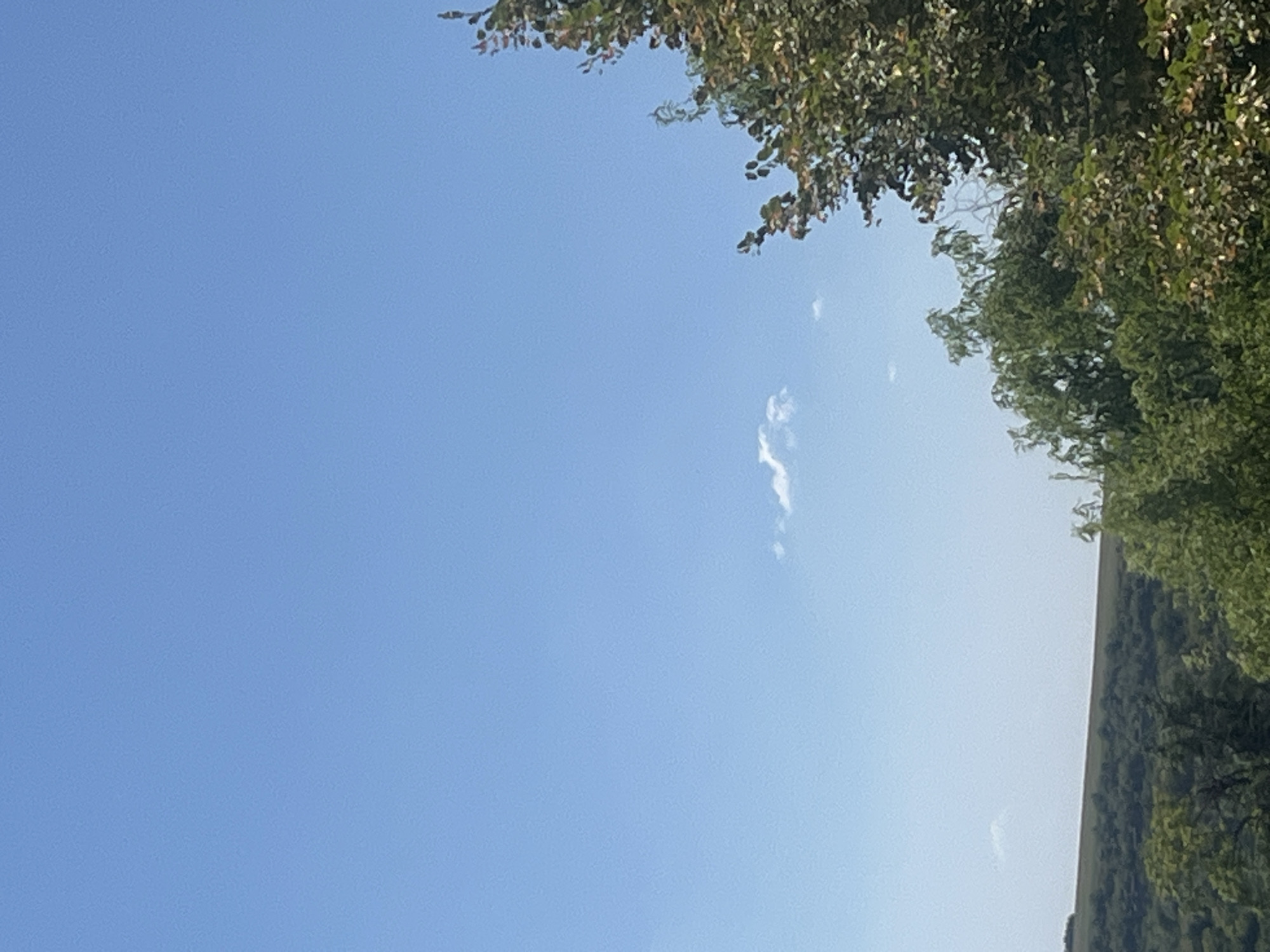 The image captures a clear blue sky with a single, wispy cloud in the upper center. In the foreground, the tops of lush green trees are visible, particularly on the right side, with some darker, more mature foliage and lighter green, leafy branches. A rolling, tree-covered hillside forms the middle ground, with a distinct horizontal line separating the darker vegetation from the lighter sky. The image appears to be taken from an elevated position looking outwards, possibly a landscape view from a residential area or park in Rybnitsa, Moldova. There are no people or discernible structures in the frame. The overall atmosphere is bright and natural.