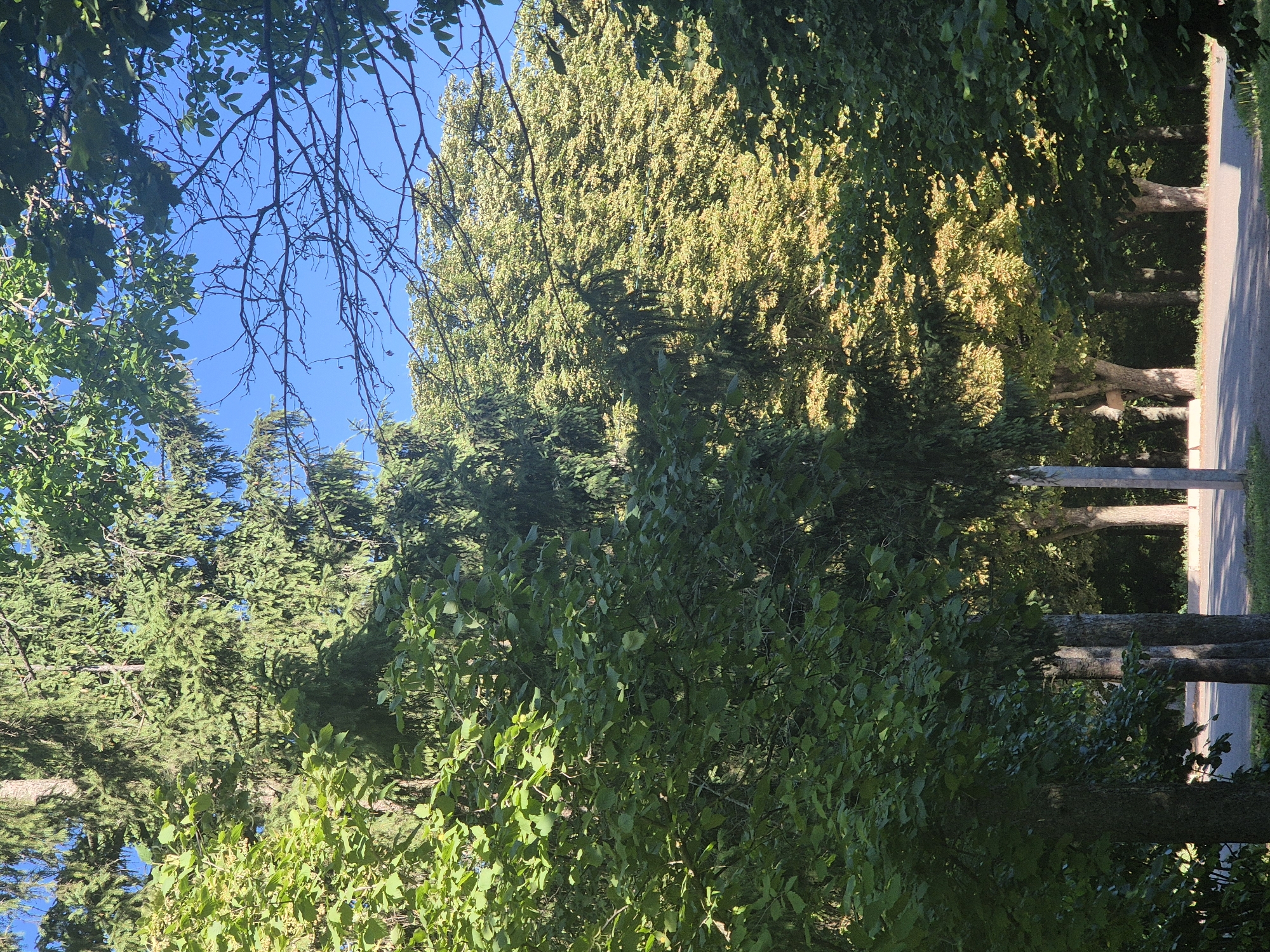This media file depicts a sun-dappled natural scene with a pathway running alongside a line of trees. The perspective is from below, looking upwards into the canopy of lush green foliage. The sun is high in the sky, casting dappled shadows through the leaves onto the path and tree trunks. The weather appears clear and sunny, typical of a warm day.
The primary subjects are the trees, which dominate the frame, with a variety of leaf shapes and densities visible. In the background, a paved pathway is visible, bordered by grass on one side and more trees on the other. The pathway suggests a park, garden, or perhaps a quiet road within a rural setting.
The scene evokes a sense of tranquility and natural beauty, with the interplay of light and shadow creating a dynamic visual effect. The time of day is likely midday or early afternoon, given the intensity of the sunlight and the sharp shadows. There is no visible text in the image. The location context of Sozonivka, Ukraine, suggests a setting within this region. There are no people or animals visible in the image.