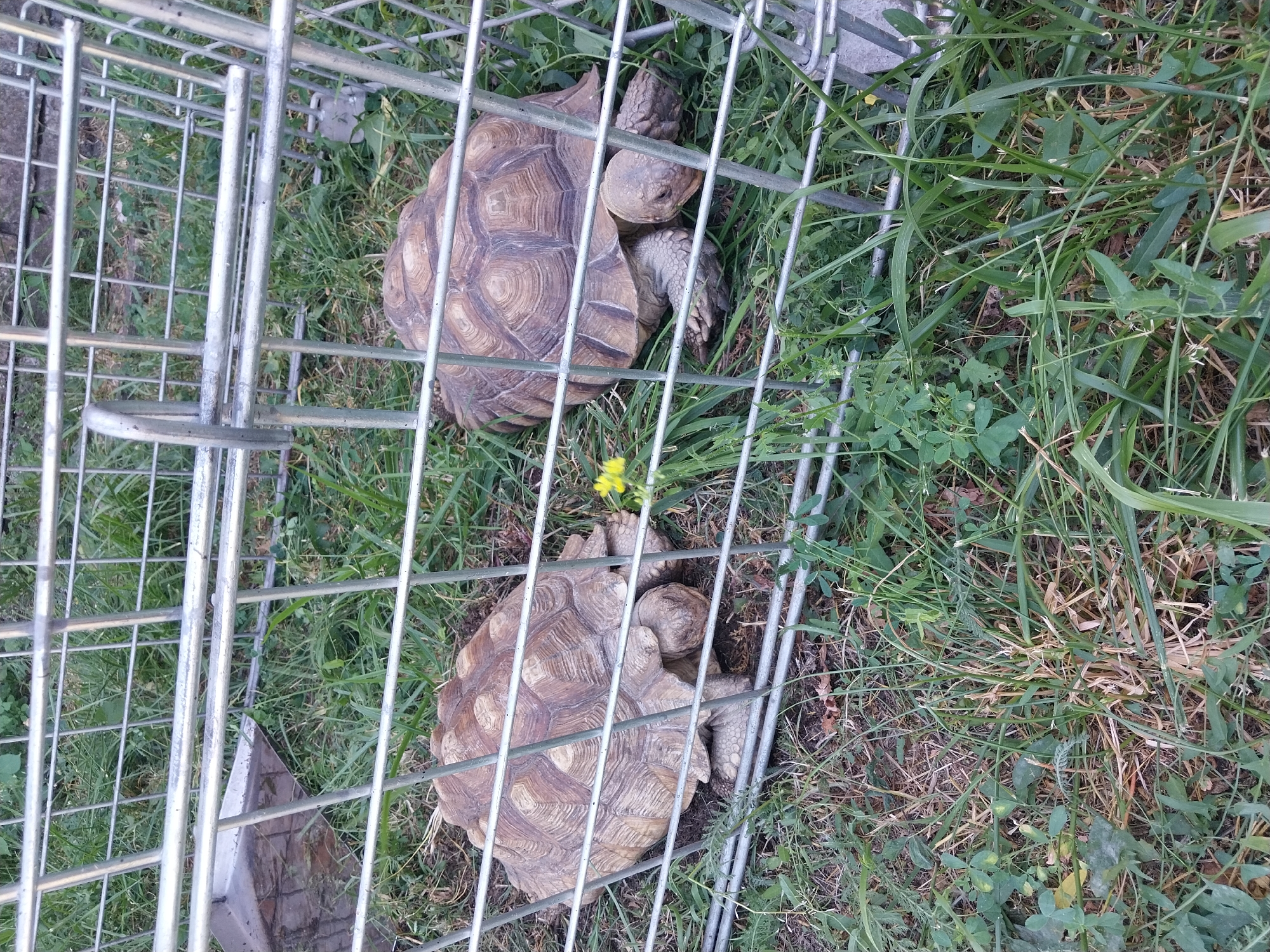 Two tortoises are enclosed within a metal cage in a grassy outdoor area. The cage is constructed from silver-colored metal bars and tubing. In the background, there are glimpses of greenery and possibly some rough, uneven ground. One tortoise is positioned on the left side of the cage, while the other is on the right. Both tortoises have prominent, textured shells and their legs are visible. The ground within the cage is covered with grass, some of which appears dry or sparse, mixed with patches of dirt and debris. A small yellow flower is visible between the tortoises. The image does not contain any information about the city of Yelyzavetivka, Ukraine.