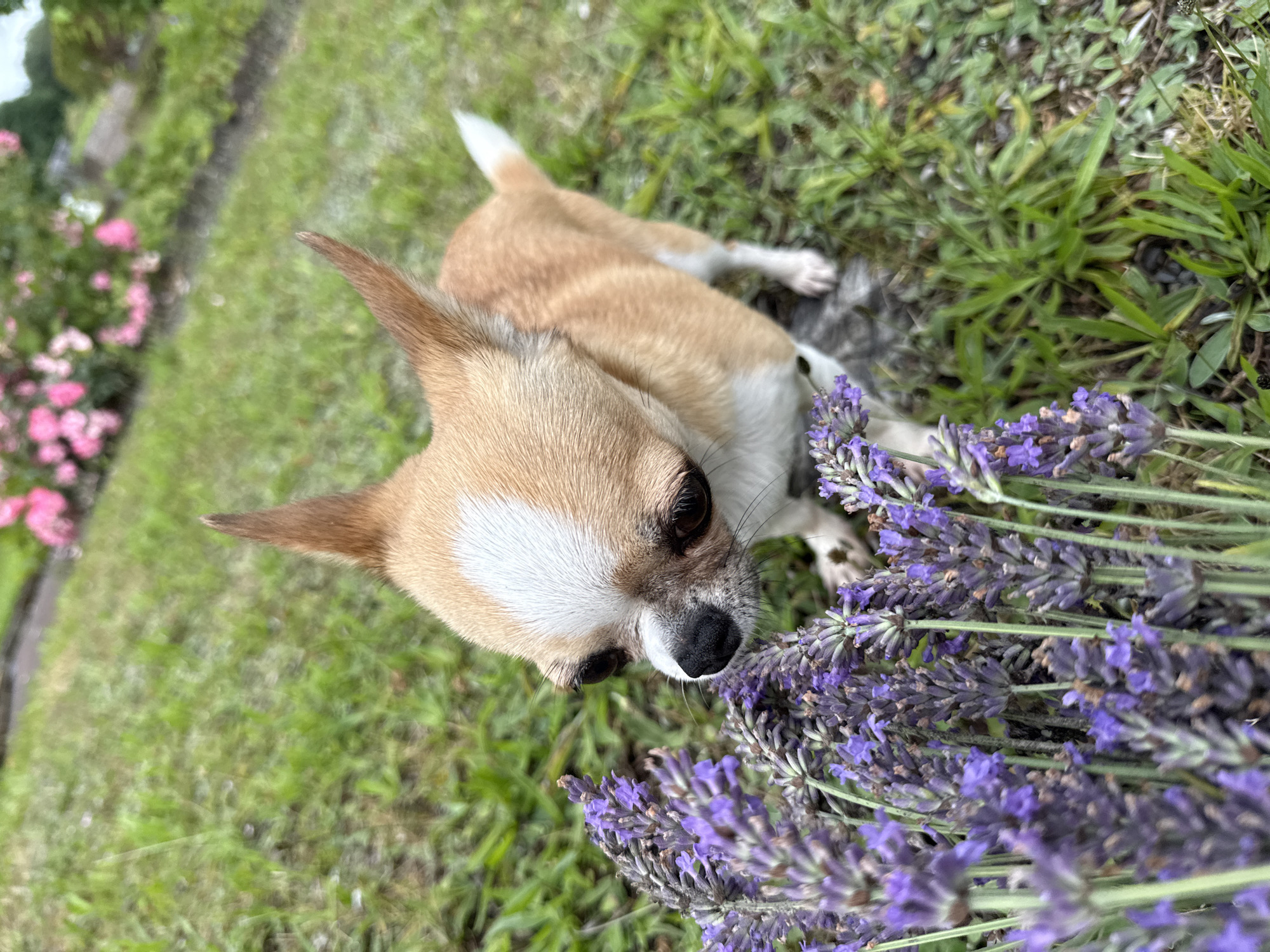 A small, tan and white Chihuahua dog is shown in a close-up shot, sniffing a cluster of purple lavender flowers. The dog's head is turned to the left, with its nose near the lavender. Its ears are pointed upright, and its eyes are dark and observant. The background is a grassy area with some out-of-focus pink flowers in the upper right corner. The image appears to be taken outdoors, possibly in a garden.