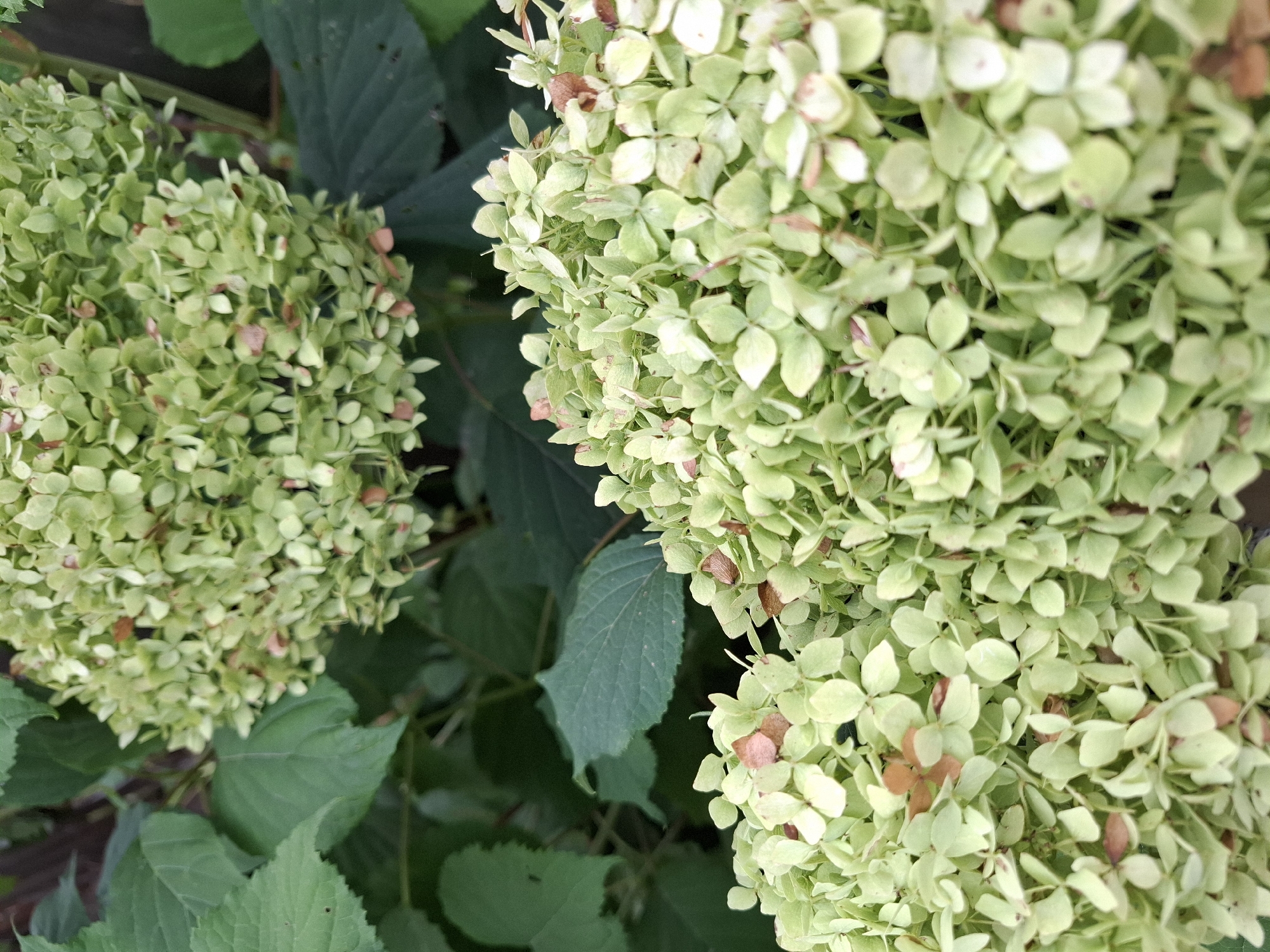 The image shows a close-up of light green hydrangea blossoms and dark green foliage. The blossoms are clustered and have some small brown spots, indicating they may be past their prime or showing signs of drying. The leaves are broad and appear healthy. The background is a blur of darker green and brown, suggesting a garden setting. There are no people or animals visible in the image, and no specific actions are taking place. The scene is tranquil and focuses entirely on the botanical elements. The image does not contain any information that would allow for the identification of its location within the city of Tyumen, Russia.