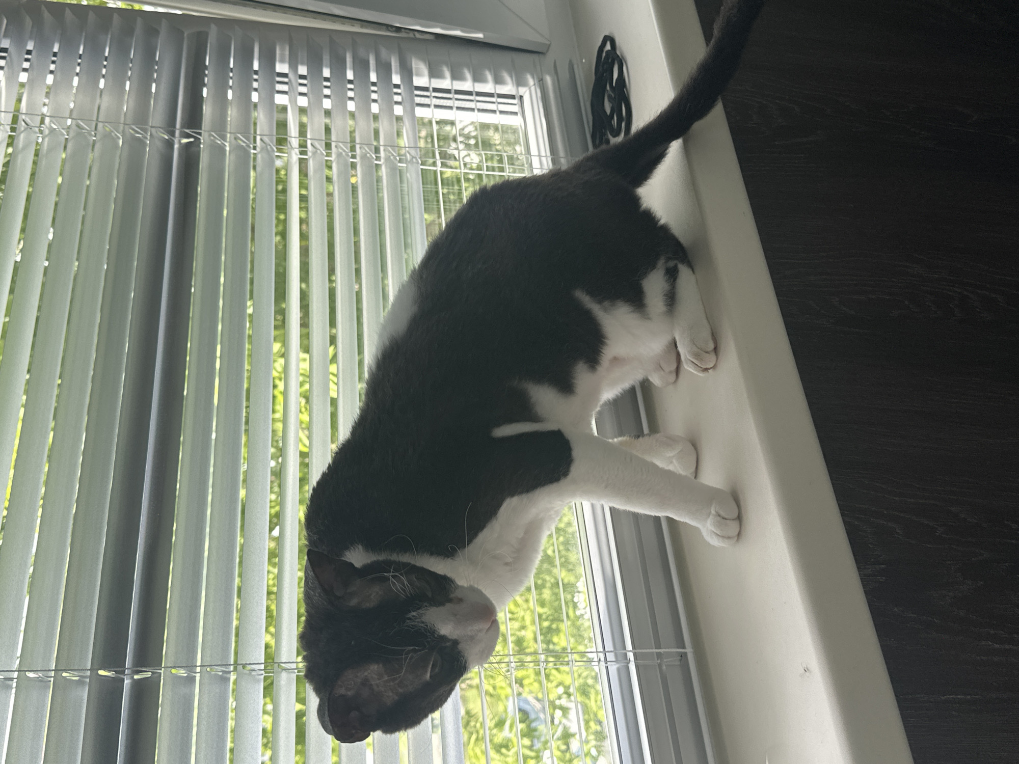A black and white cat is sitting on a windowsill in Sayanogorsk, Russia. The cat is facing left and looking down. The windowsill is white, and there are blinds behind the cat. Outside the window, there are trees. The background is a dark wood cabinet.