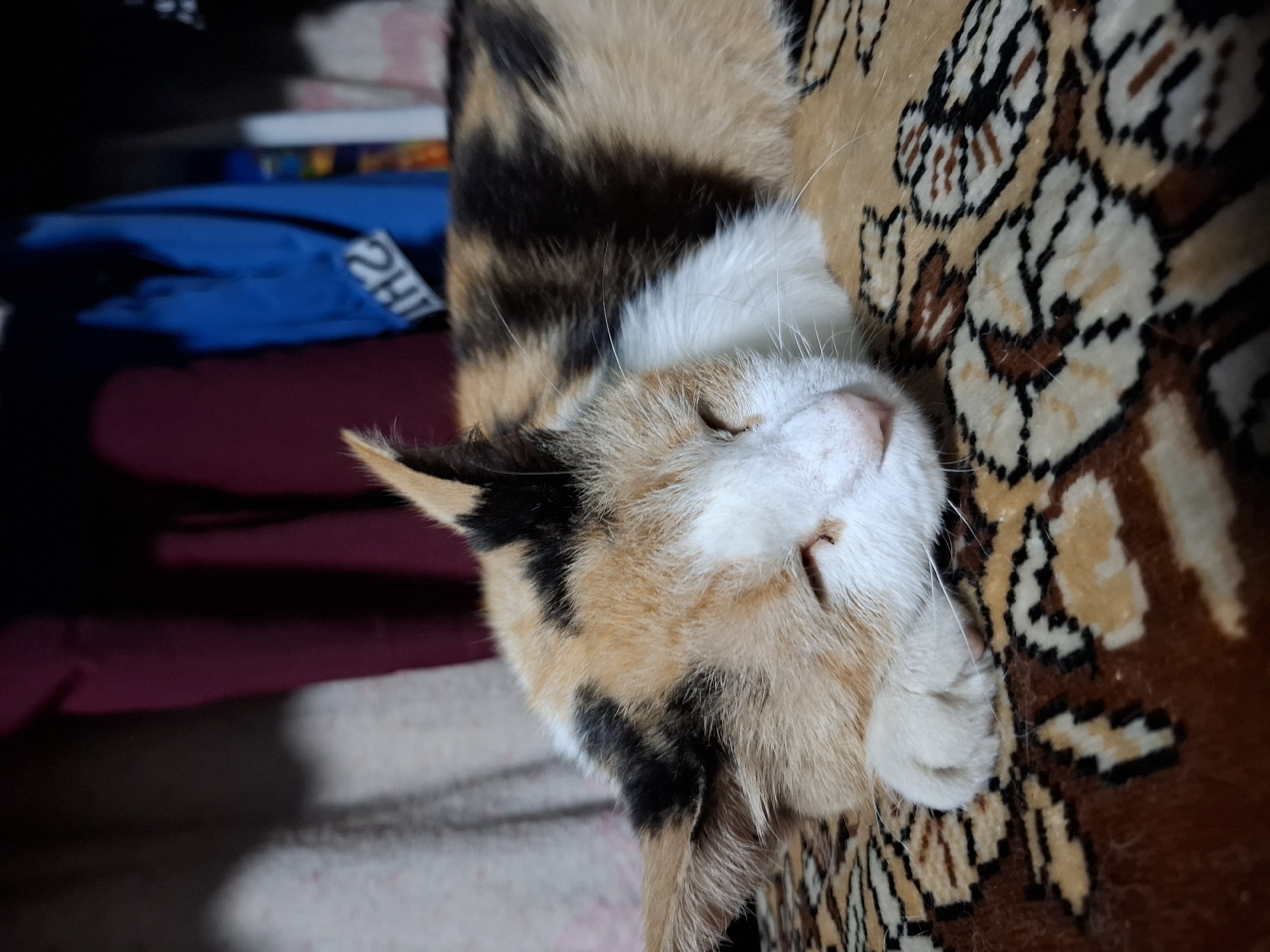 A calico cat is lying on a patterned rug. The cat is curled up with its eyes closed. The background is out of focus, but appears to be a closet with clothes hanging on the wall. The scene is indoors.