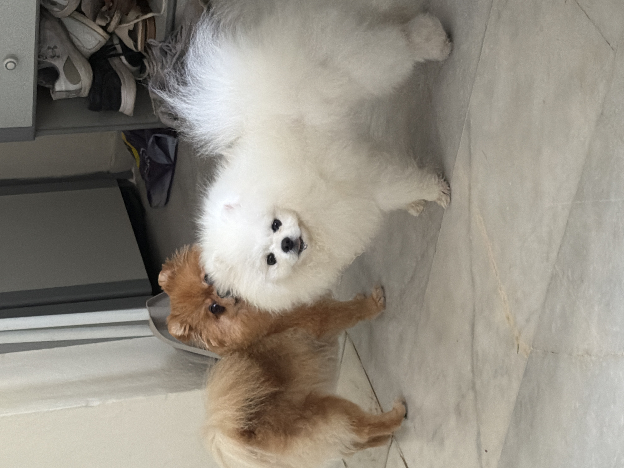Two Pomeranian dogs stand on a marble floor indoors. A tan Pomeranian is on the left, facing right. A white Pomeranian is on the right, facing left. A gray cabinet containing shoes is visible in the background on the right. The scene is indoors, and there is no indication of it being in Marmaris, Turkey.