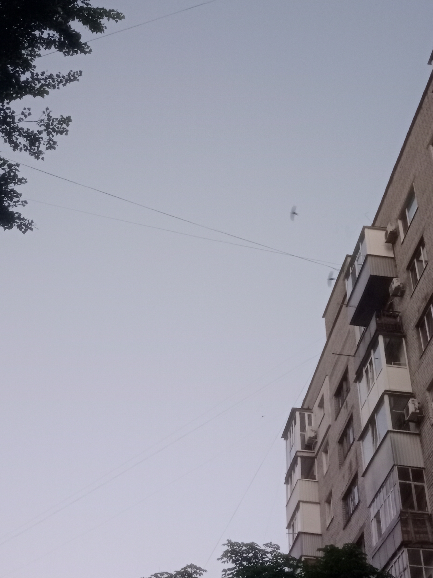 The image, taken in Horishni Plavni, Ukraine, shows an exterior view of a brick apartment building against a pale, overcast sky. A tree with dark foliage occupies the upper left corner of the frame. Several wires are visible stretching across the sky. Two birds are captured in flight; one is in the upper left quadrant, and another is closer to the building, to the right of the first. The building features multiple balconies, some enclosed and others open, with visible air conditioning units mounted on the exterior. The perspective is upward, looking towards the sky and the side of the building.