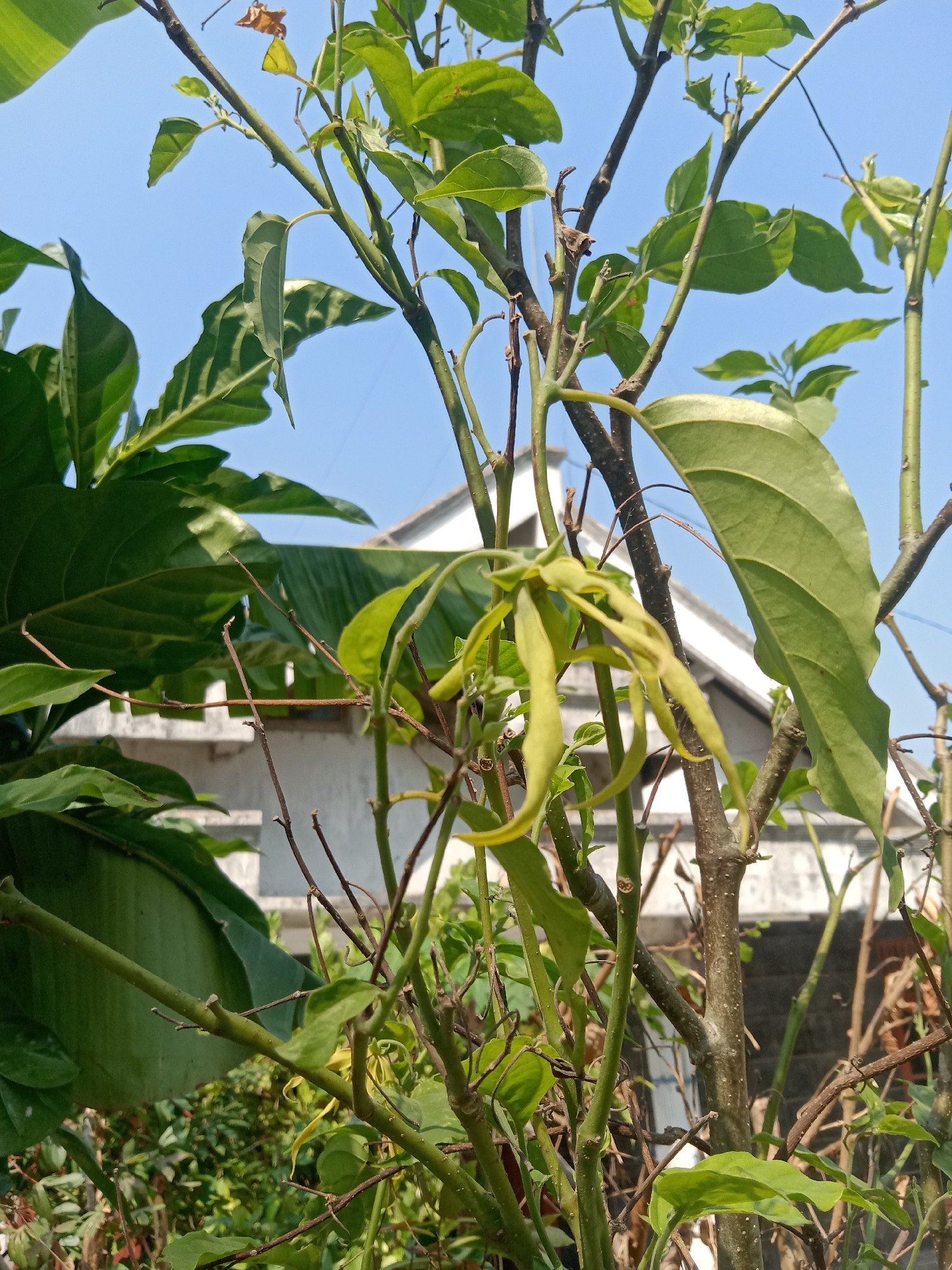 A close-up, eye-level shot captures a flowering plant with light green, elongated petals against a bright blue sky. The plant's thin, woody stems and numerous leaves are visible, some appearing healthy and green, while others are dry and brown. In the background, a white building with a grey roof is partially obscured by the foliage. The scene is set outdoors, suggesting it is daytime. The image was taken in Tegalkodo, Indonesia.