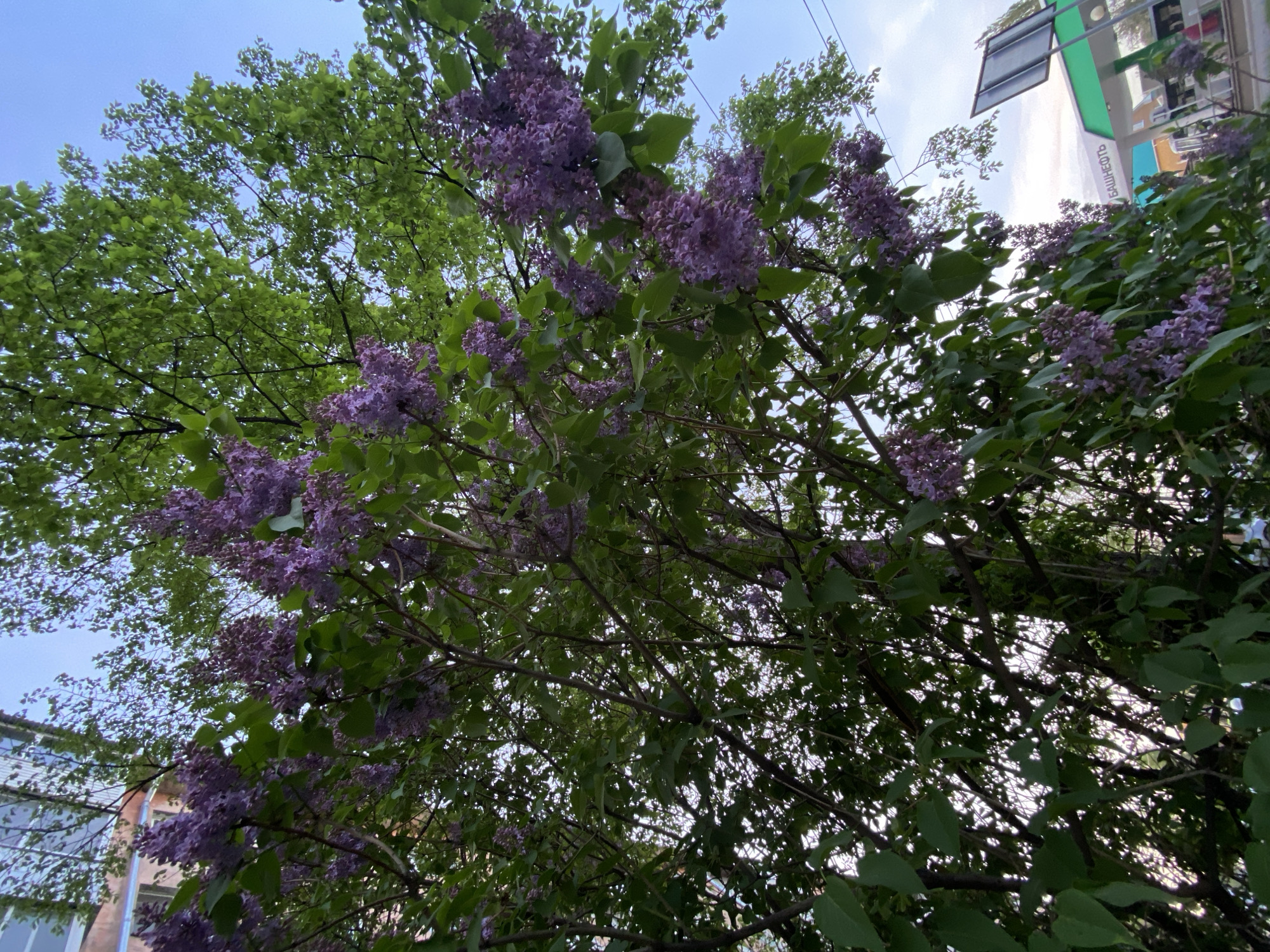 The image shows a lilac tree in bloom, with clusters of purple flowers visible against a backdrop of green leaves and a pale blue sky. Bare tree branches are interwoven among the flowers and leaves. Buildings are partially visible in the periphery, suggesting an urban location. Based on visual characteristics, the location is consistent with Votkinsk, Russia due to the flora, architectural elements, and the street sign visible in the top right of the image. No people or specific actions are depicted. The primary subject is the lilac tree in bloom.