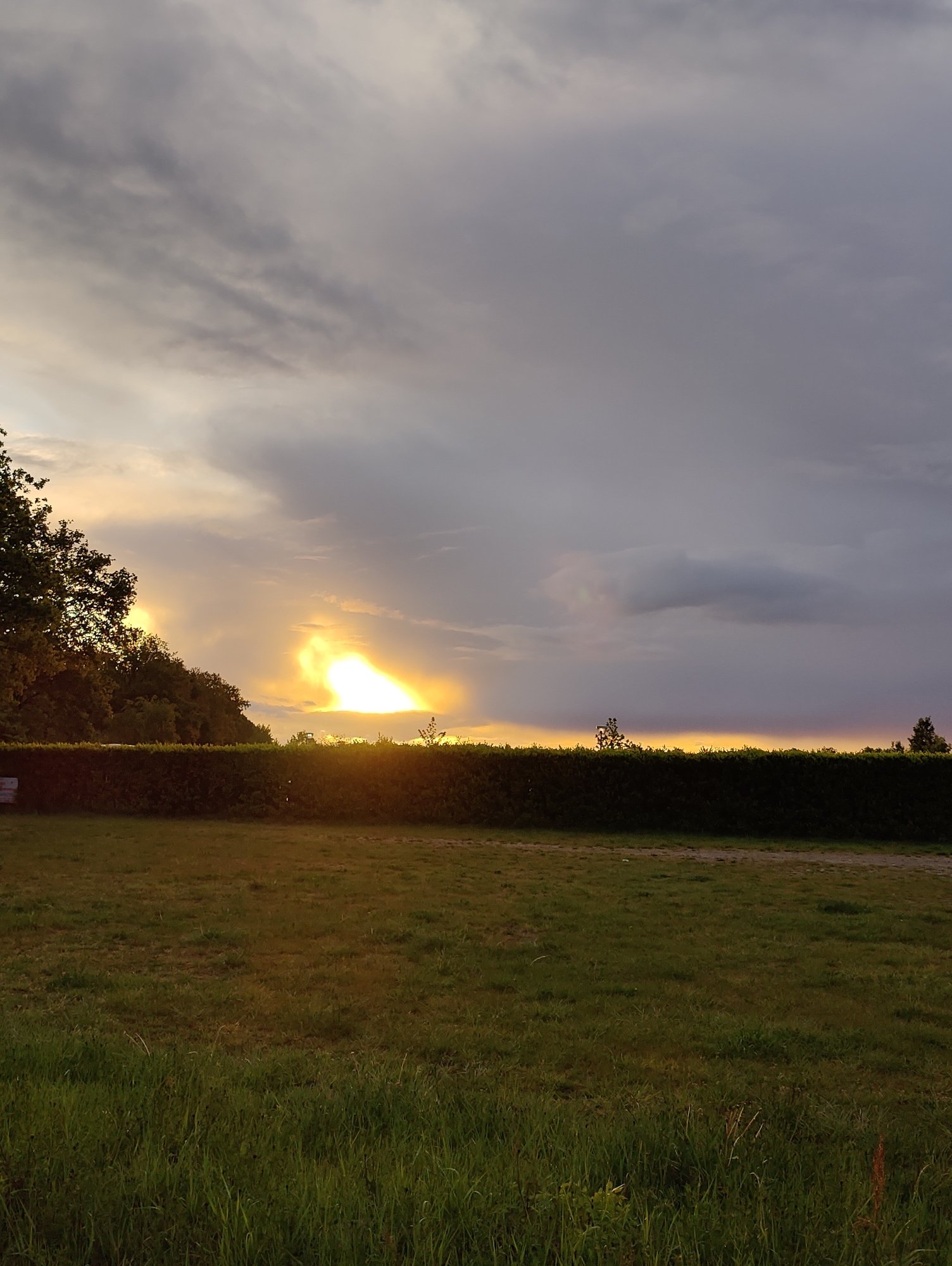 The image shows a grassy field in Unknown, Unknown, with a long, dense green hedge running across the middle of the frame. Behind the hedge, the sun is setting or rising, creating a bright, golden glow in the sky. The sky is mostly cloudy with patches of grey and purple clouds. To the left, a tree line is visible. The field in the foreground appears unkempt with varying lengths of grass.