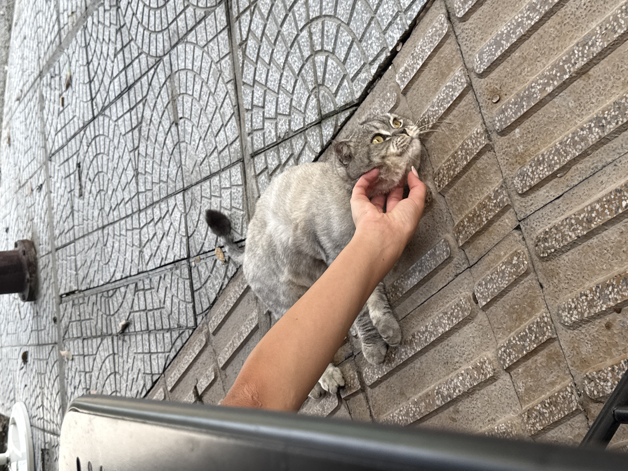 A medium shot shows a person's arm and hand petting a grey tabby cat lying on a tiled walkway. The walkway's tiles vary in pattern and texture, with some in a semi-circular brick pattern, and others in a linear pattern with a speckled texture. A black metal railing is visible in the foreground. The image appears to be taken outdoors during daylight. The location may be Đà Nẵng, Vietnam.