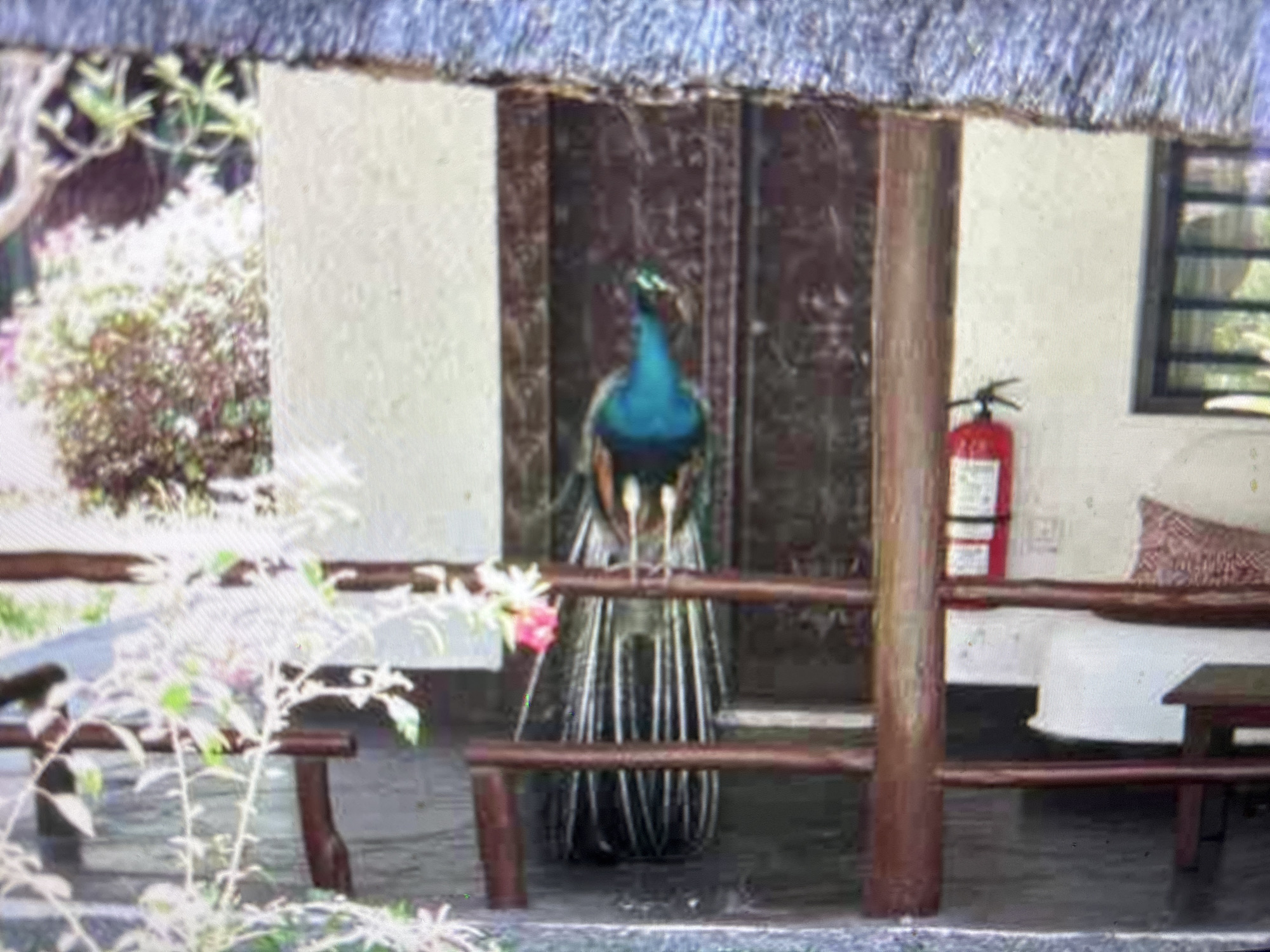 A peacock stands perched on a rustic wooden railing. Behind the peacock, a large wooden door is visible. To the right of the door, a red fire extinguisher is mounted on a white wall. Further to the right, a window with a dark frame is present, and a decorative pillow rests on a surface. In the foreground, lush green plants and foliage surround wooden benches. The scene is set outdoors, under a thatched roof structure, suggesting an outdoor seating area, possibly at a resort or a similar establishment. The image does not provide any specific geographical markers or context to place it in Sofia, Bulgaria.