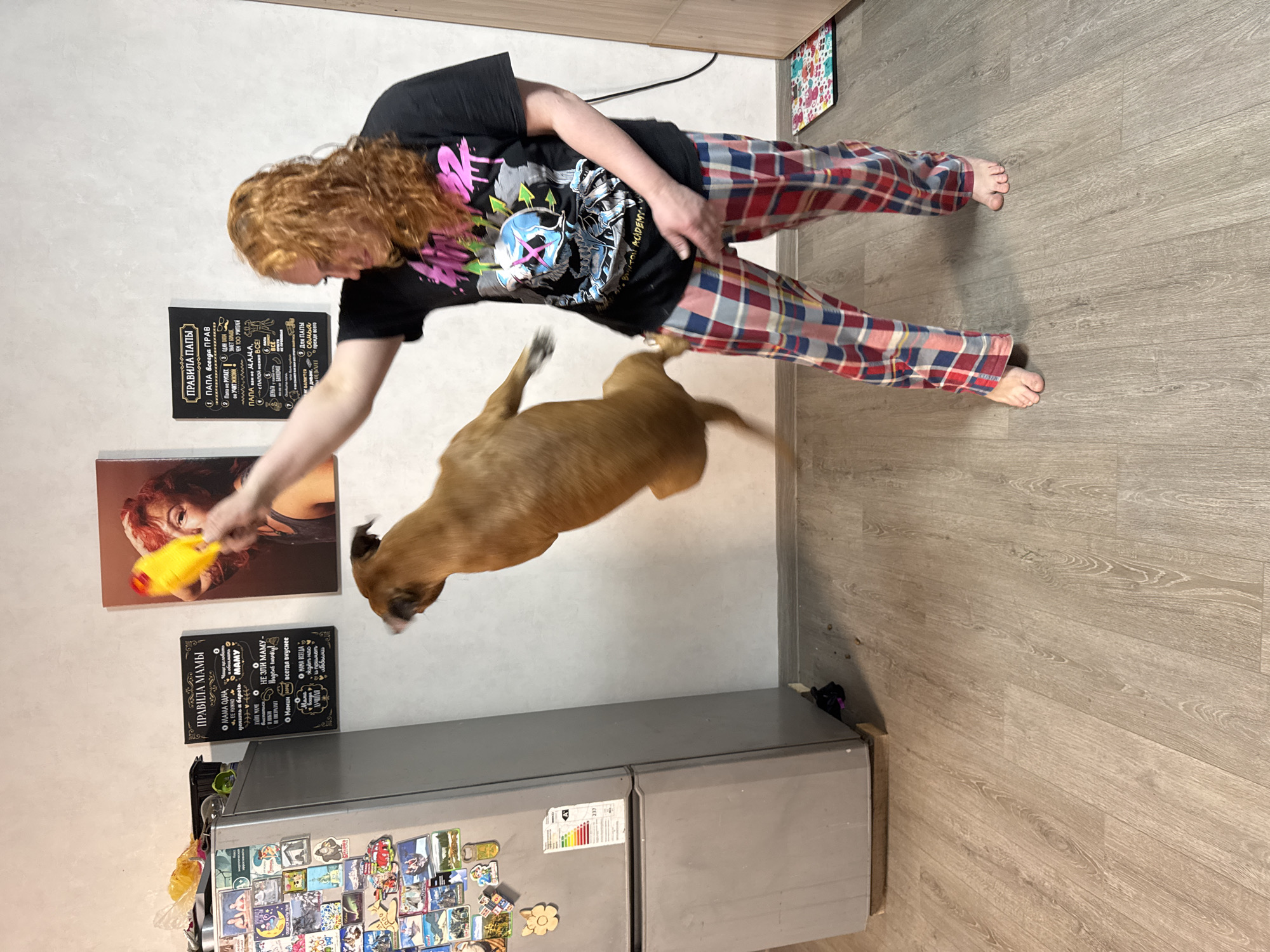 A person with reddish-brown curly hair, wearing a black t-shirt with a colorful graphic design and plaid pajama pants, is interacting with a light-brown dog that is in mid-air. The person is holding a yellow squeaky toy shaped like a chicken. The dog appears to be jumping or leaping towards the toy.
The scene takes place indoors in a room with light-colored wood-look flooring. On the wall behind the person is a framed picture of a woman, a printed poster of the "Rules of Moms", and a poster of "Rules of Dads" in Russian (ПРАВИЛА МАМЫ and ПРАВИЛА ПАПЫ). Below these is a silver refrigerator covered with magnets. Based on the Russian text on the posters, the location is most likely in Russia. The city of Chaikovsky, Russia is mentioned, but there is no specific visible element to confirm the scene's location within that city.